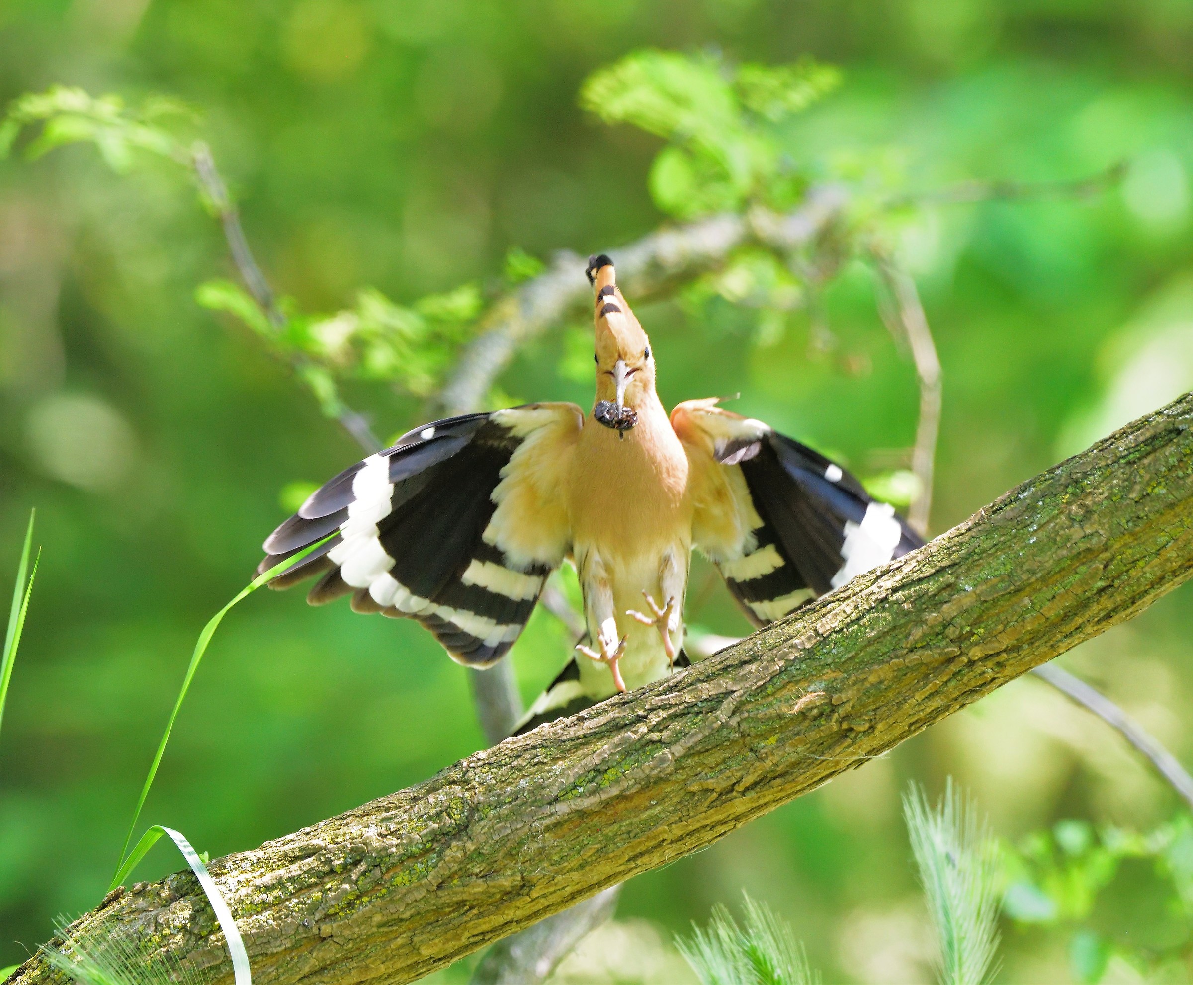 Hoopoe