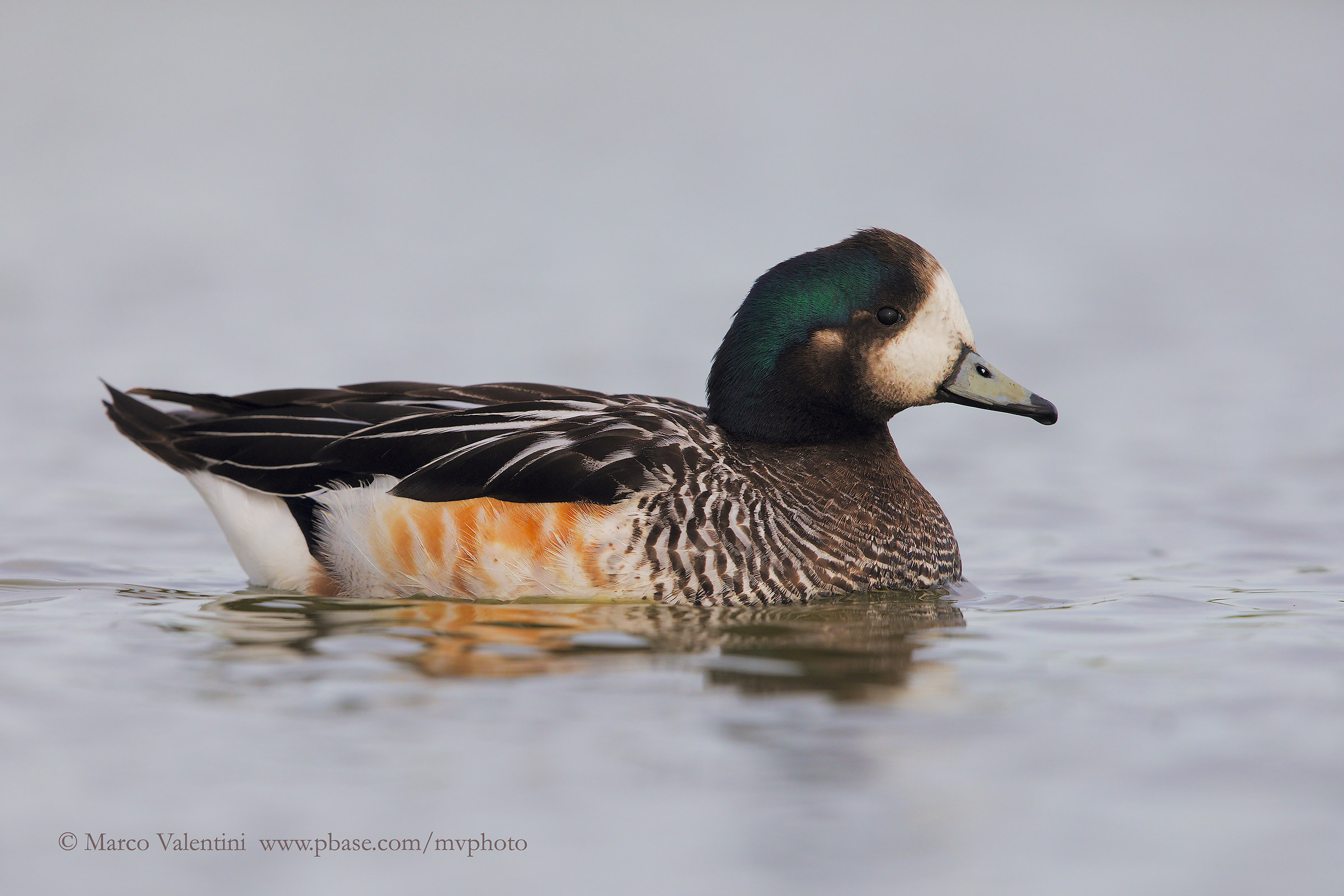 Wigeon Feather