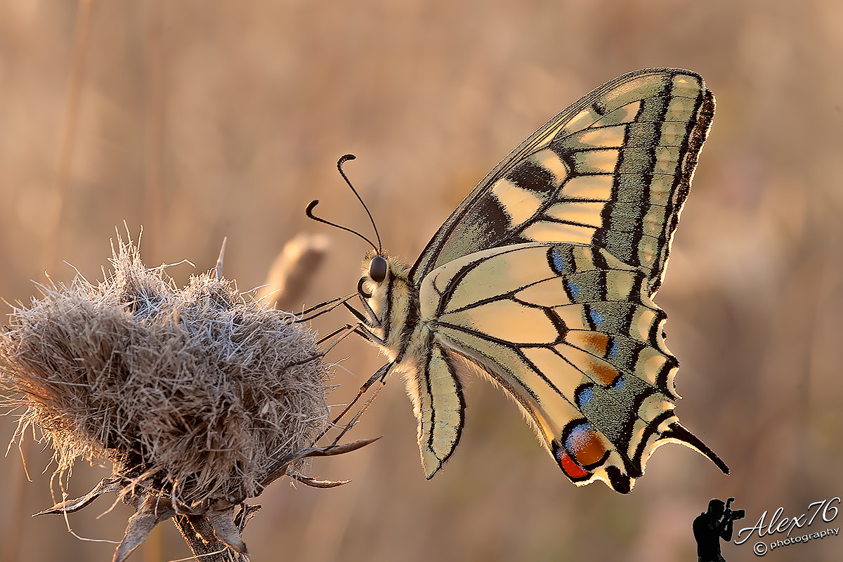 Swallowtail at dawn...