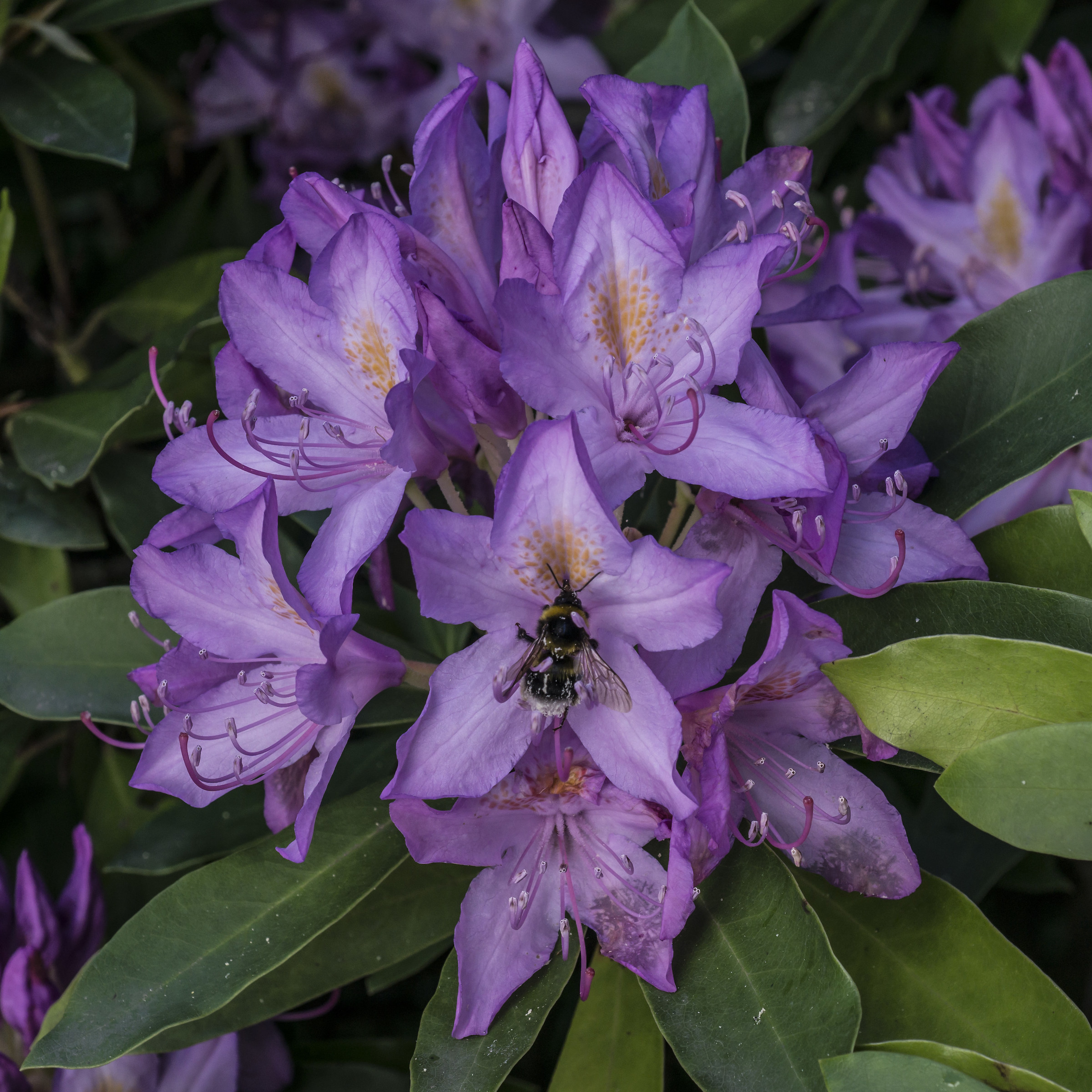 Rhododendron Catawbiense - 10 (con bombo)
