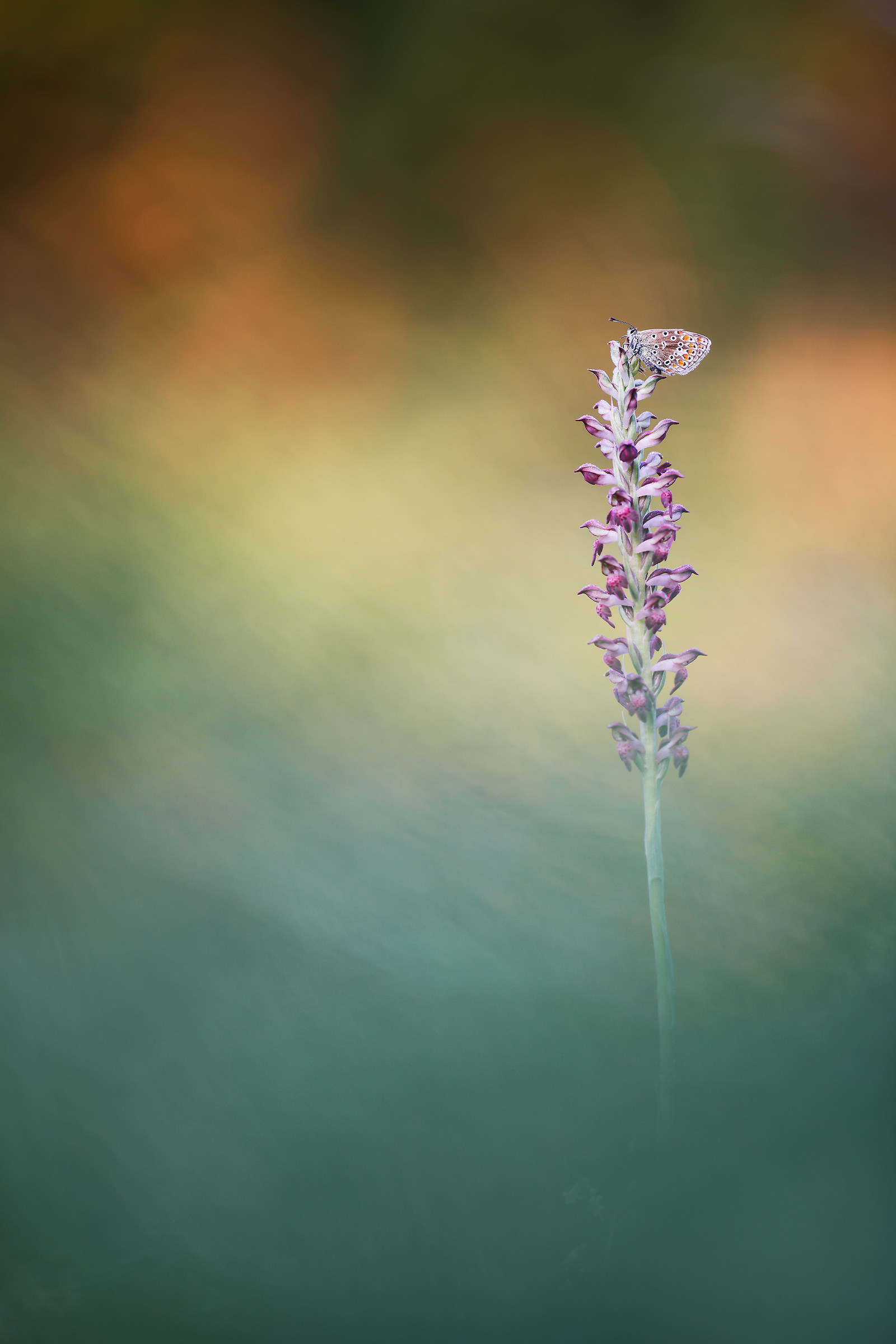 Anacamptis coriophora e Polyommatus icarus