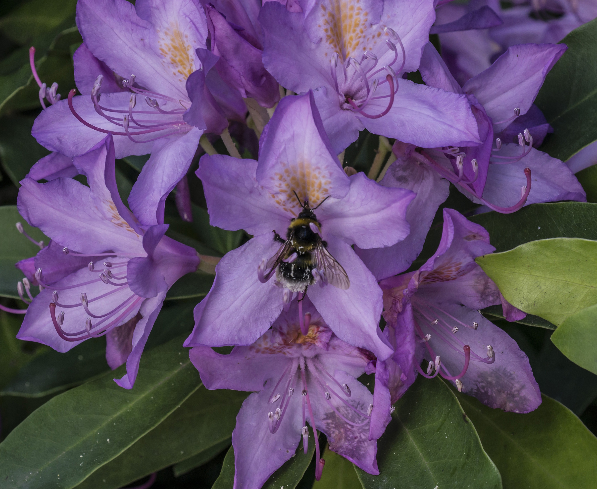 Rhododendron Catawbiense - 11 (con bombo)