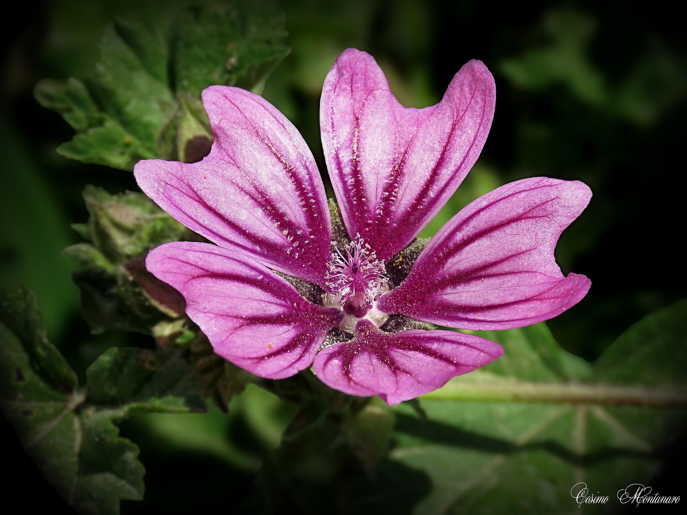 Malva selvatica