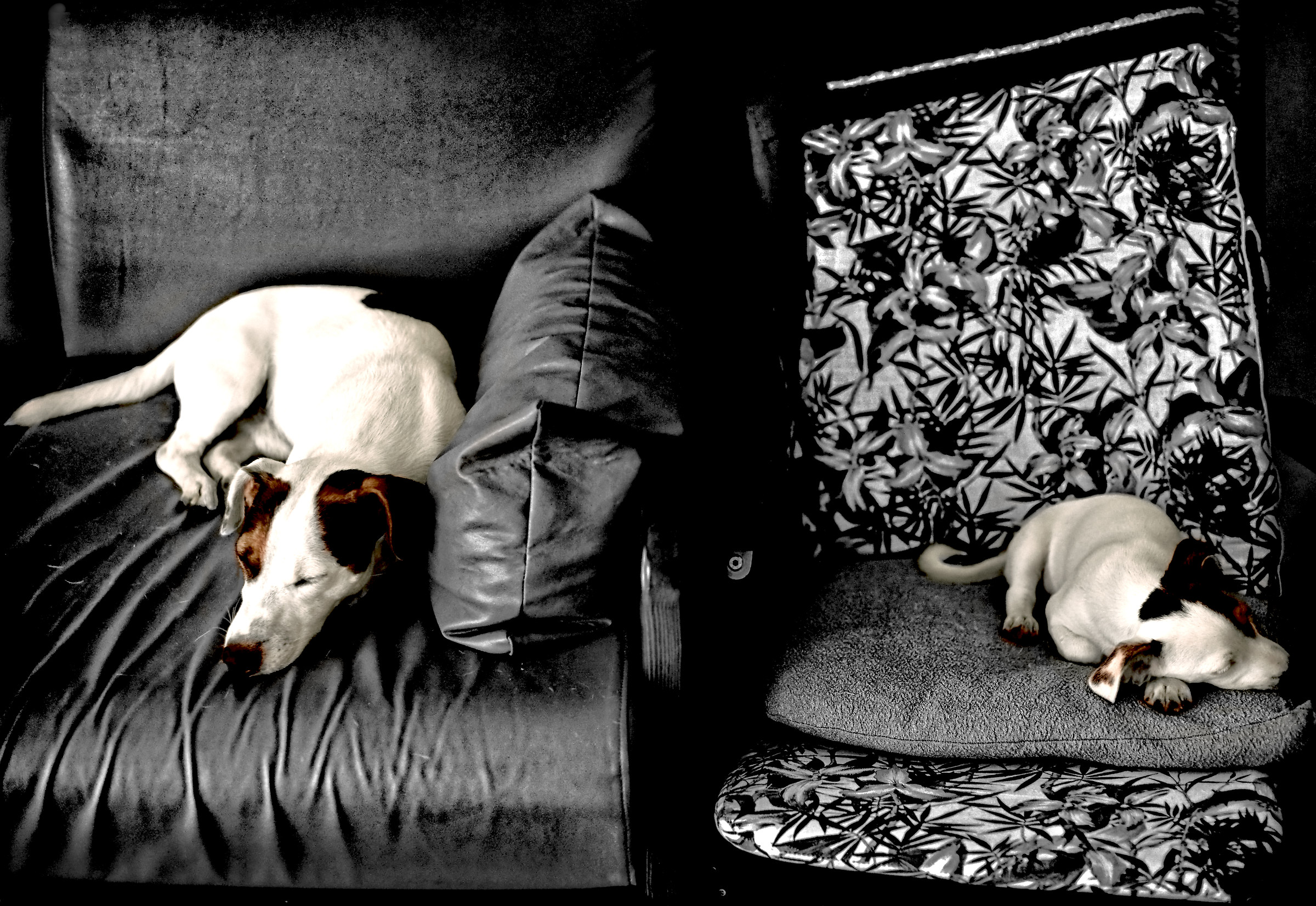 Non svegliate i cani che dormono