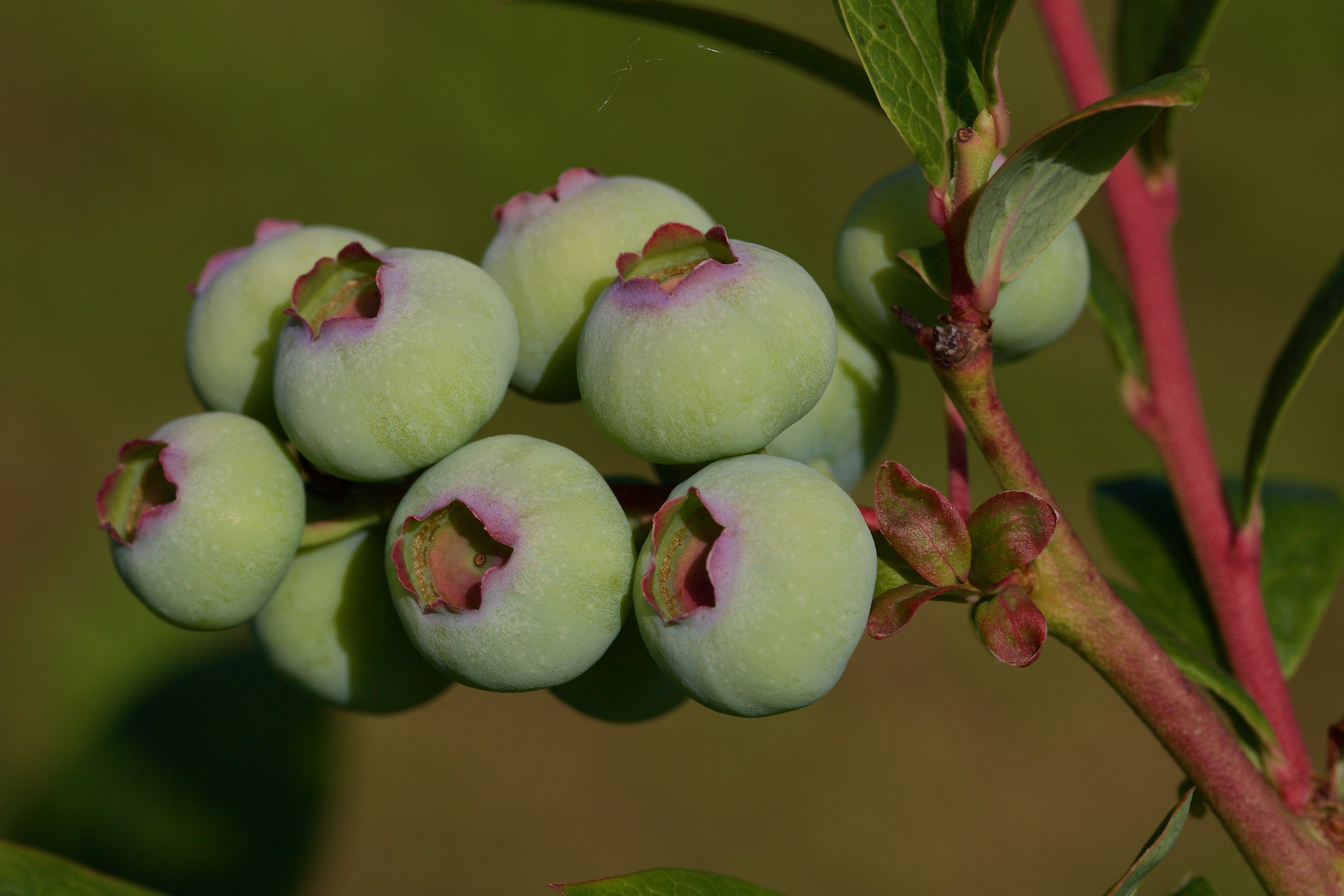 Allegagione Mirtilli