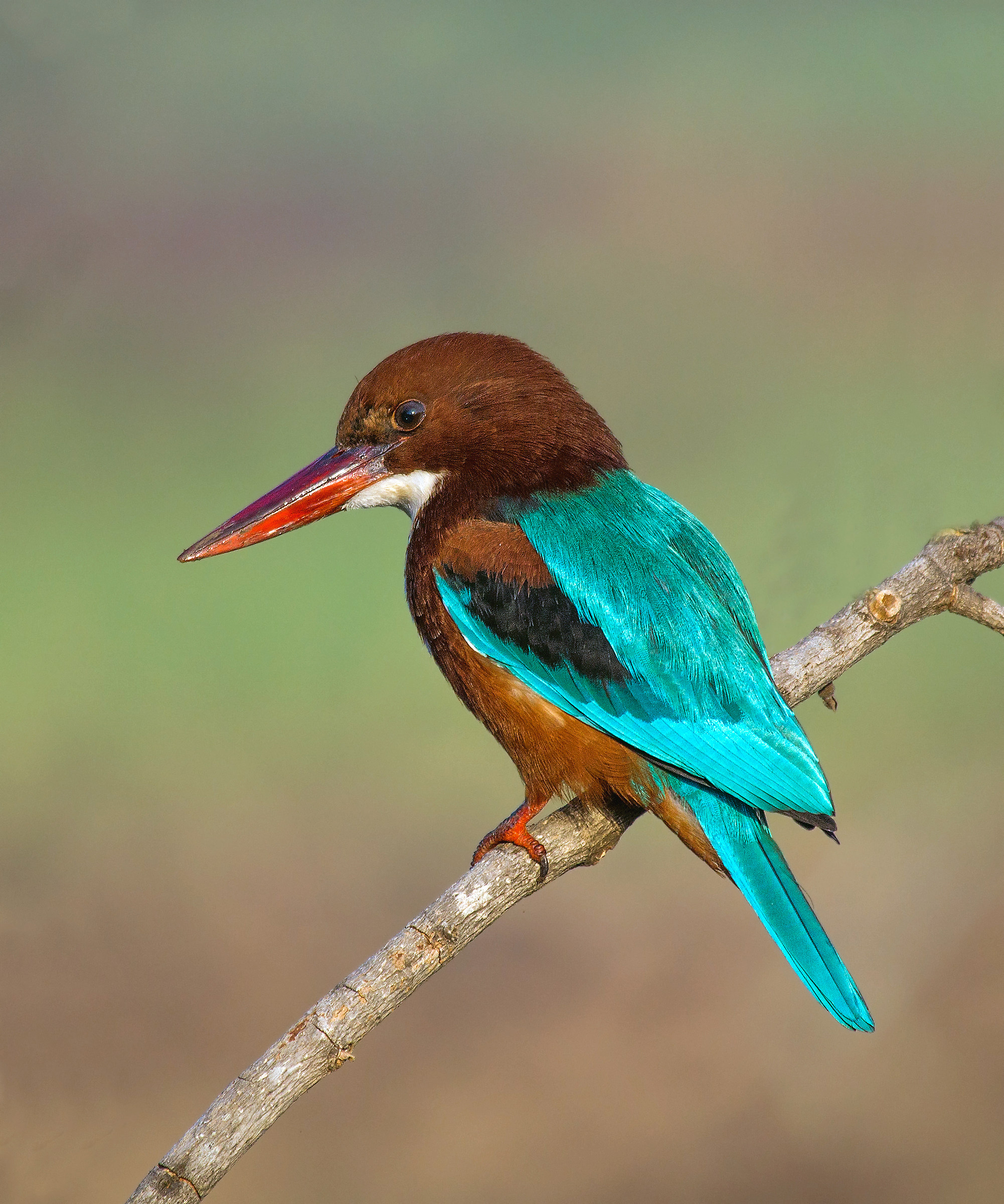 Martin pescatore dalla gola bianca.