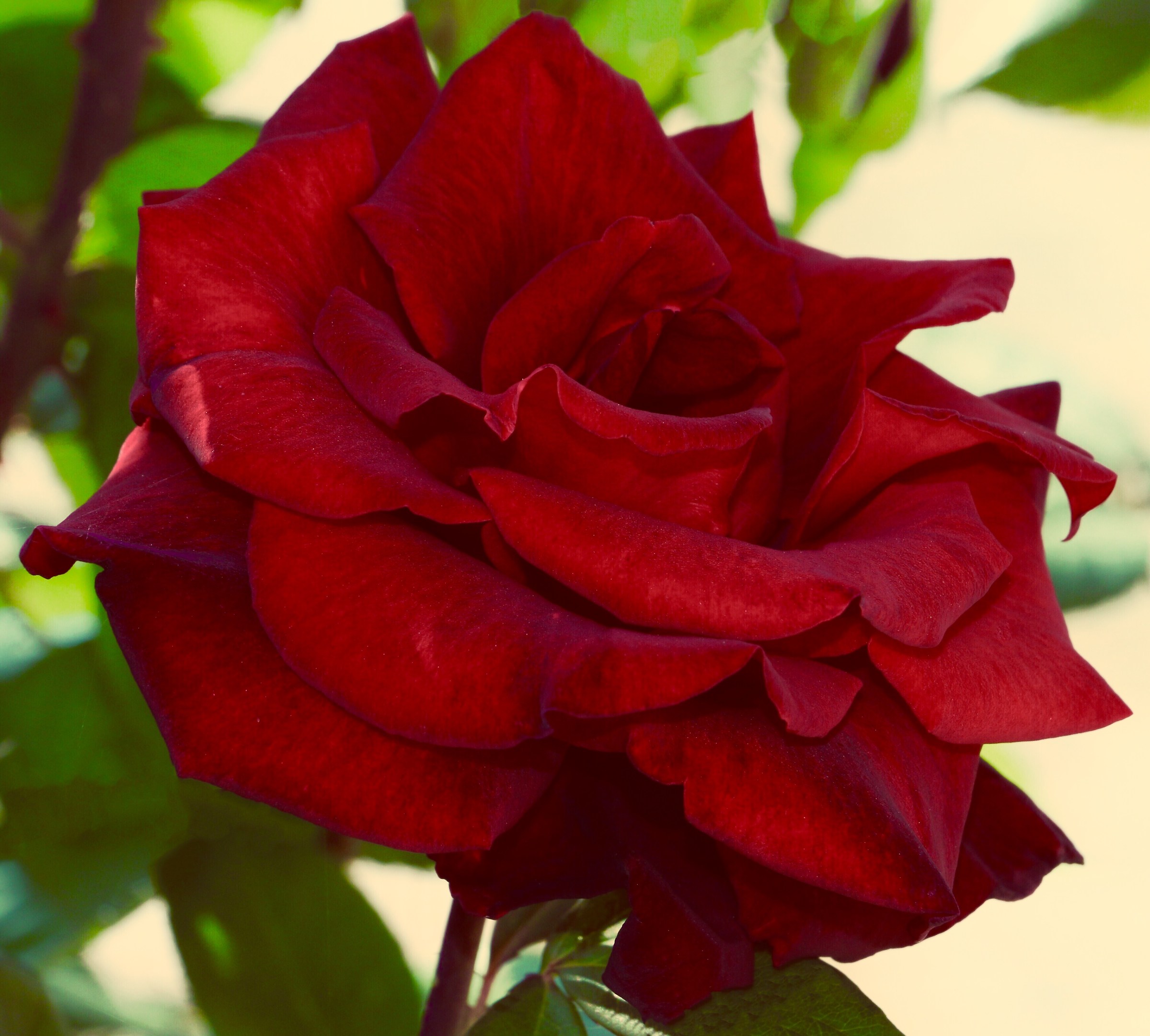 Purple Rose of my garden.