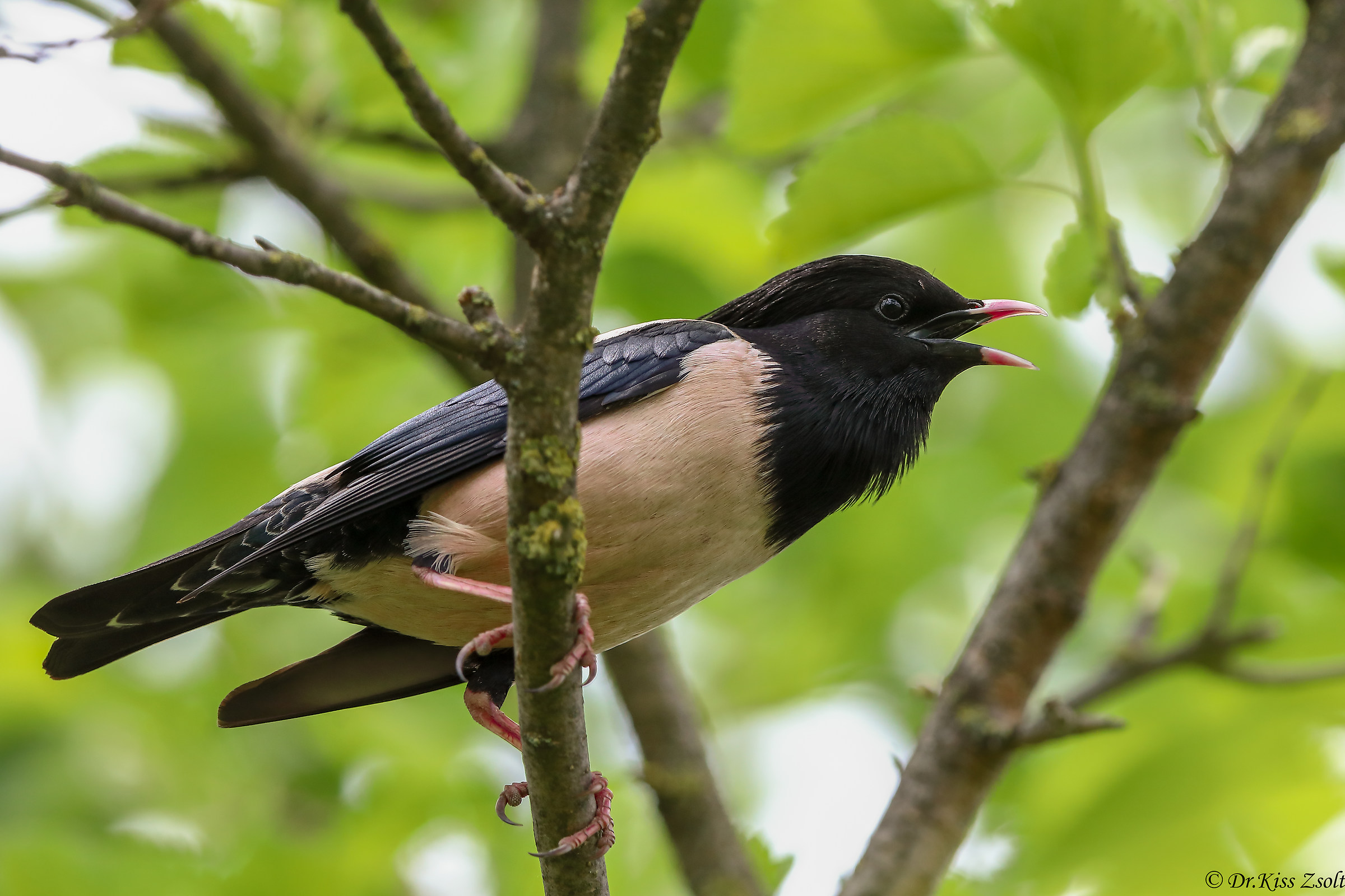 Canto Rosy Starling