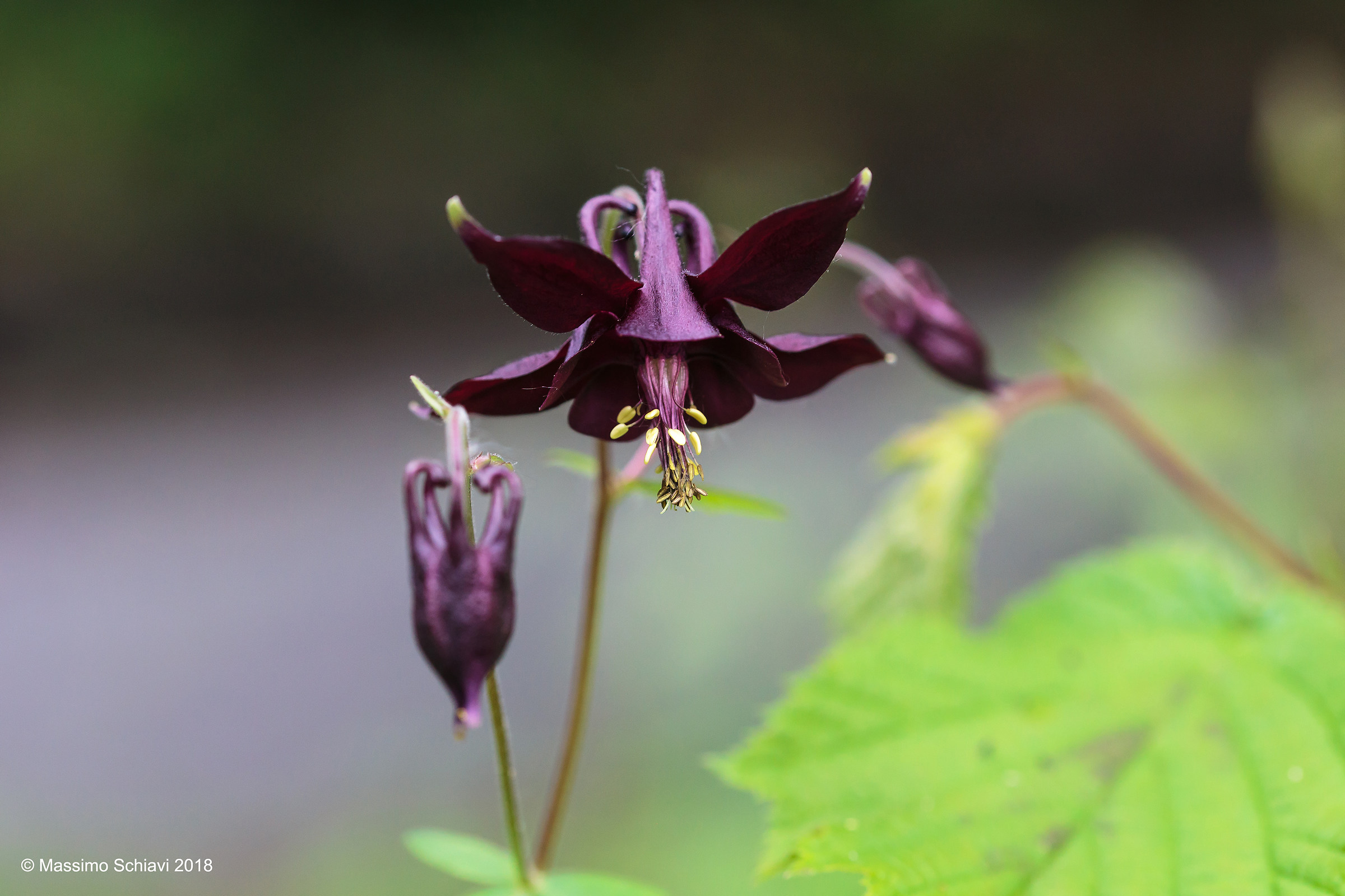 Aquilegia atrata  (Koch).