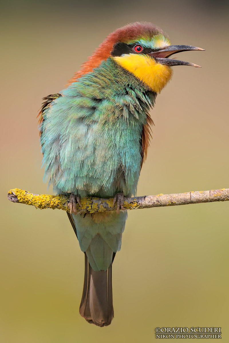 Merops Apiaster