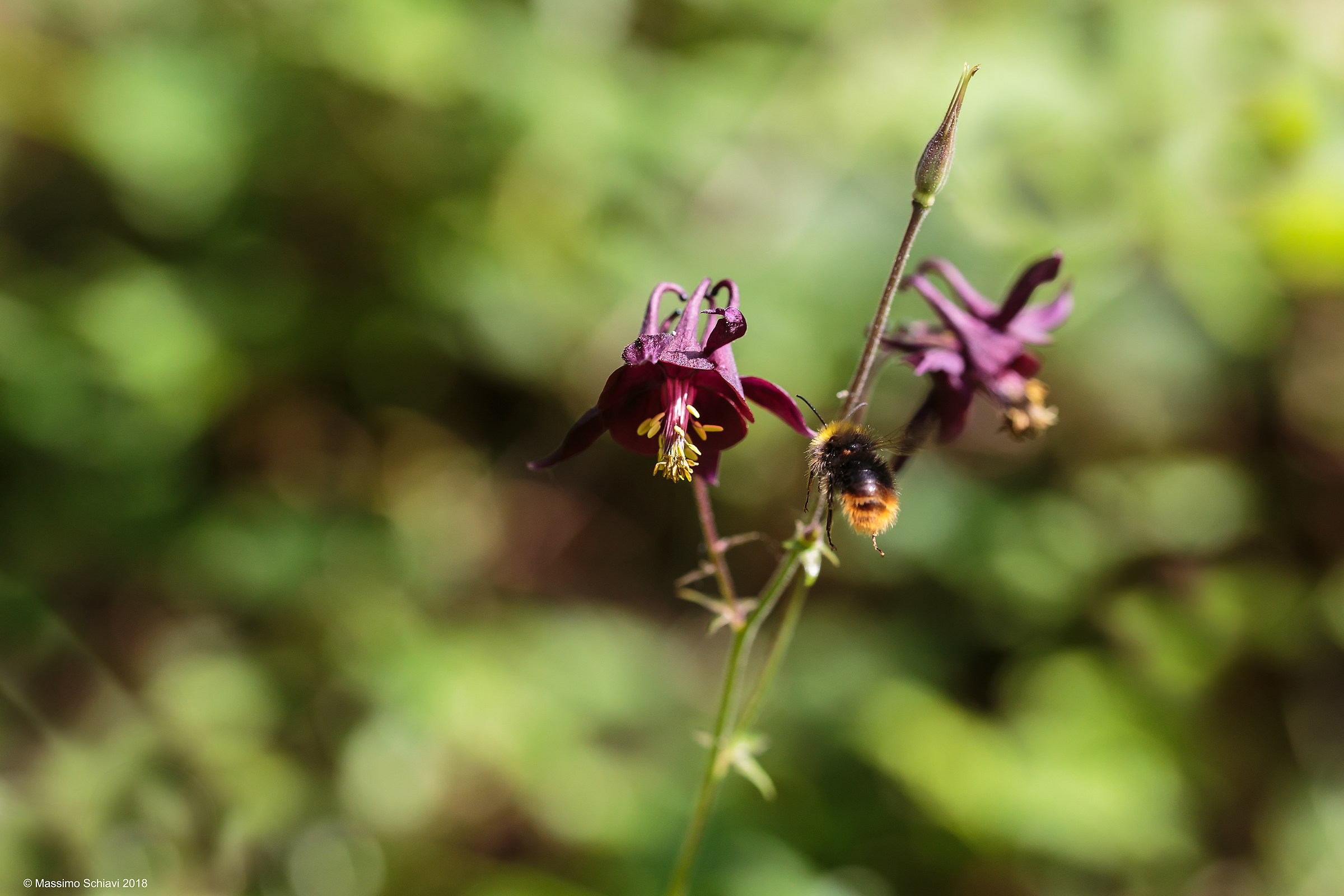 Aquilegia con bombo.