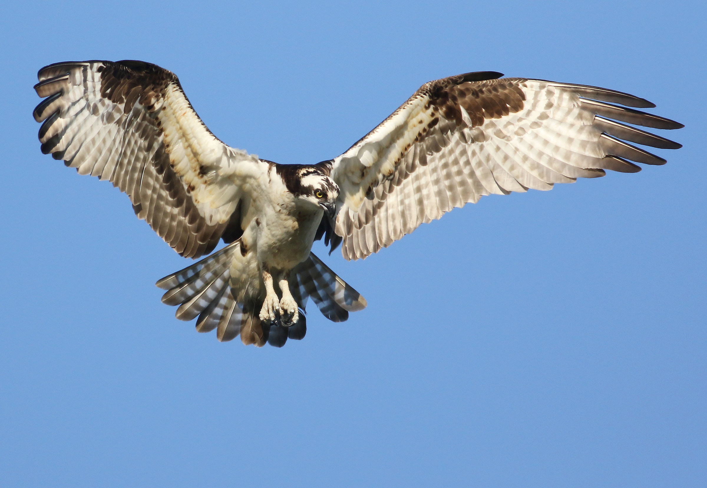 Il passaggio del mouse