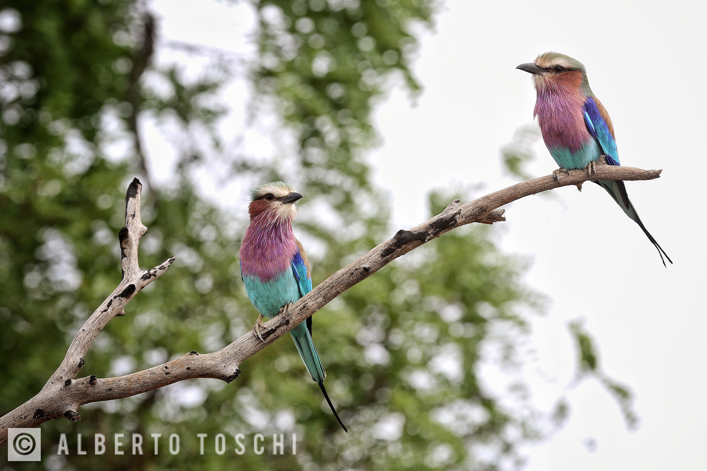 Ghiandaia marina pettolilla (Coracias caudatus)