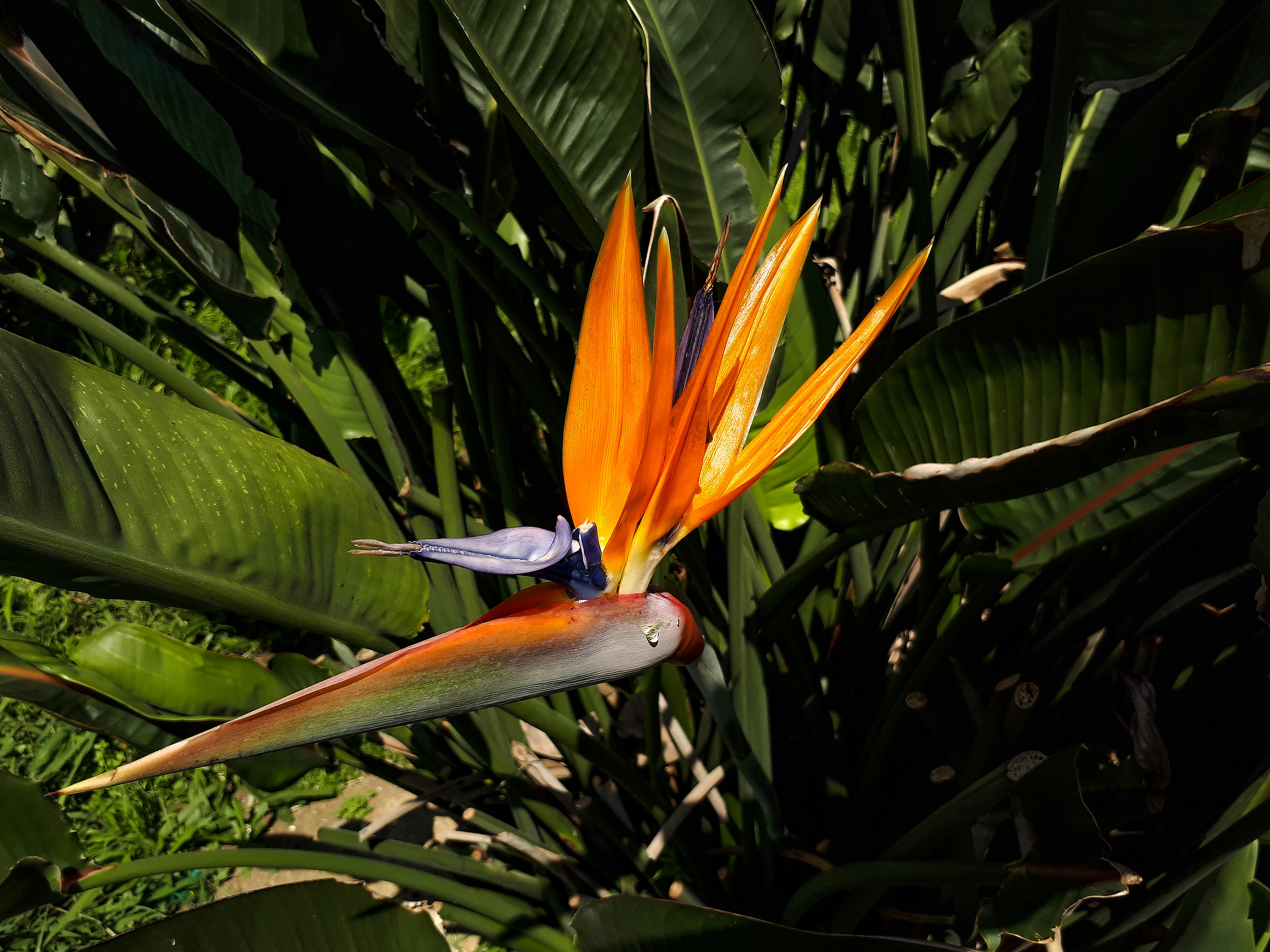 Strelitzia gigante con lacrima