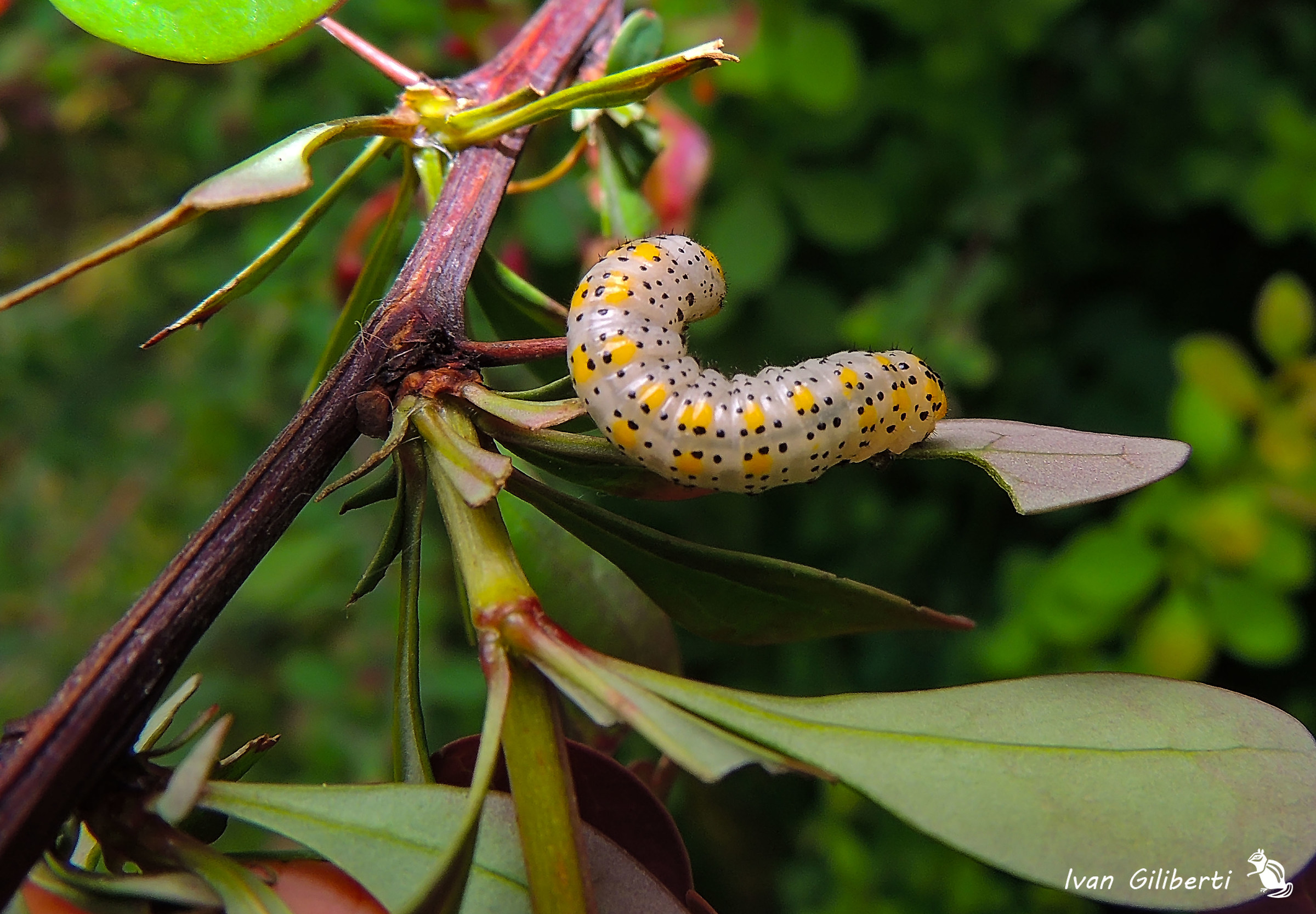 Una futura farfalla...