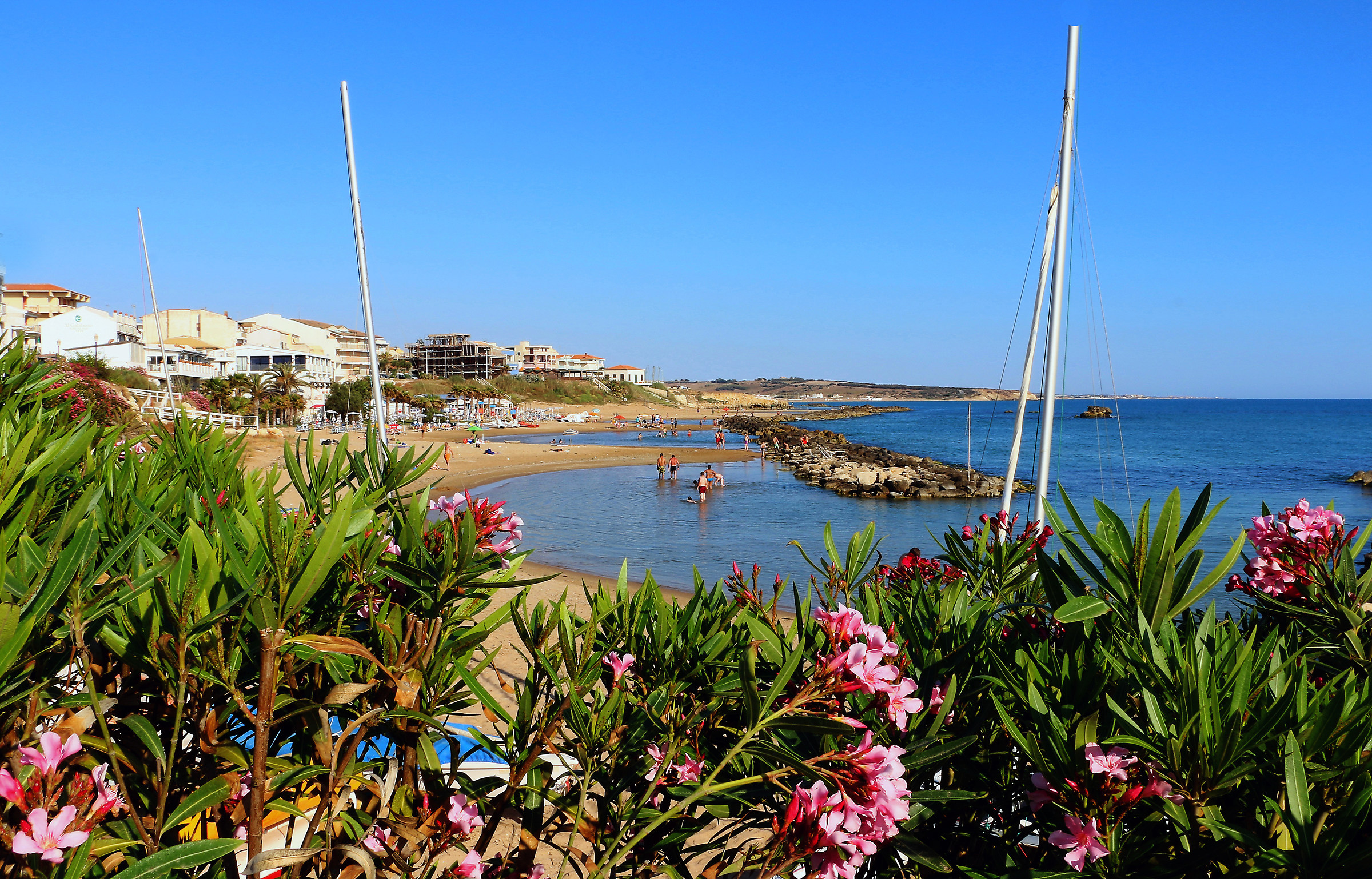 Geraniums... with a view