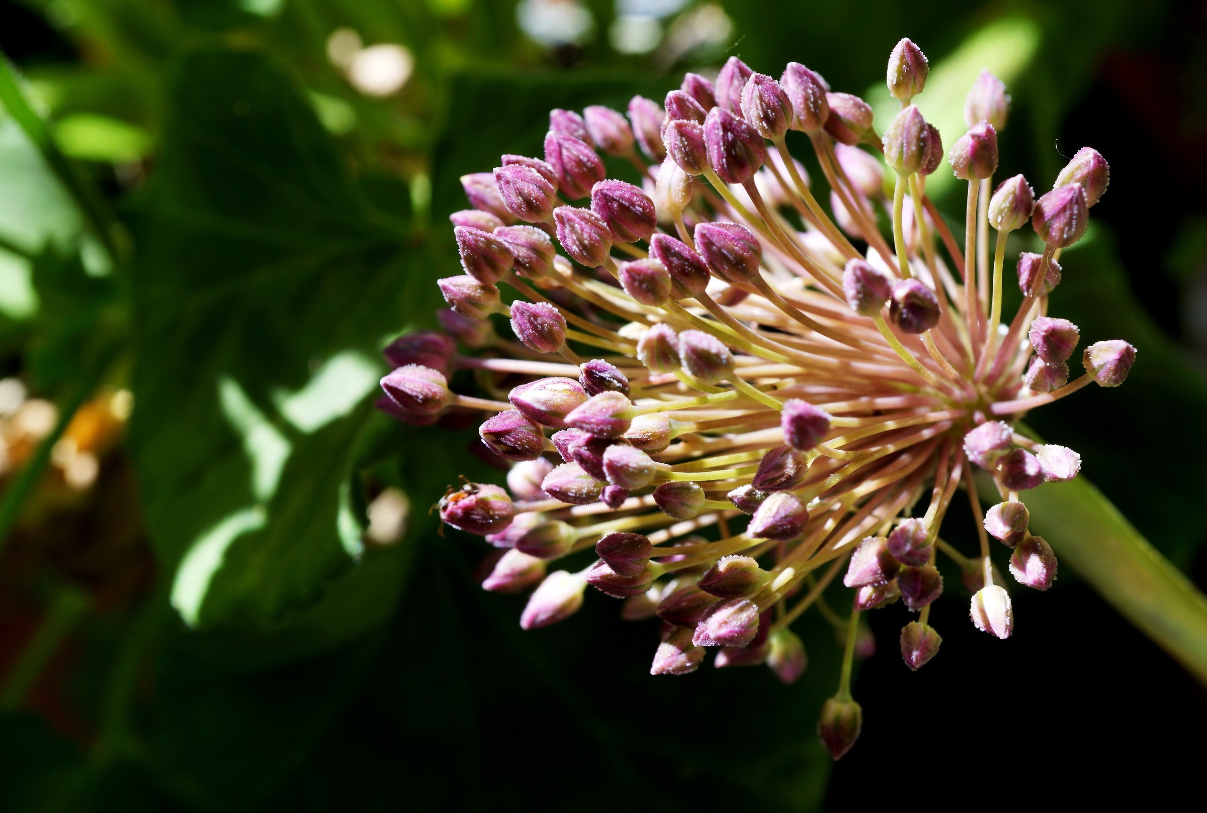Allium