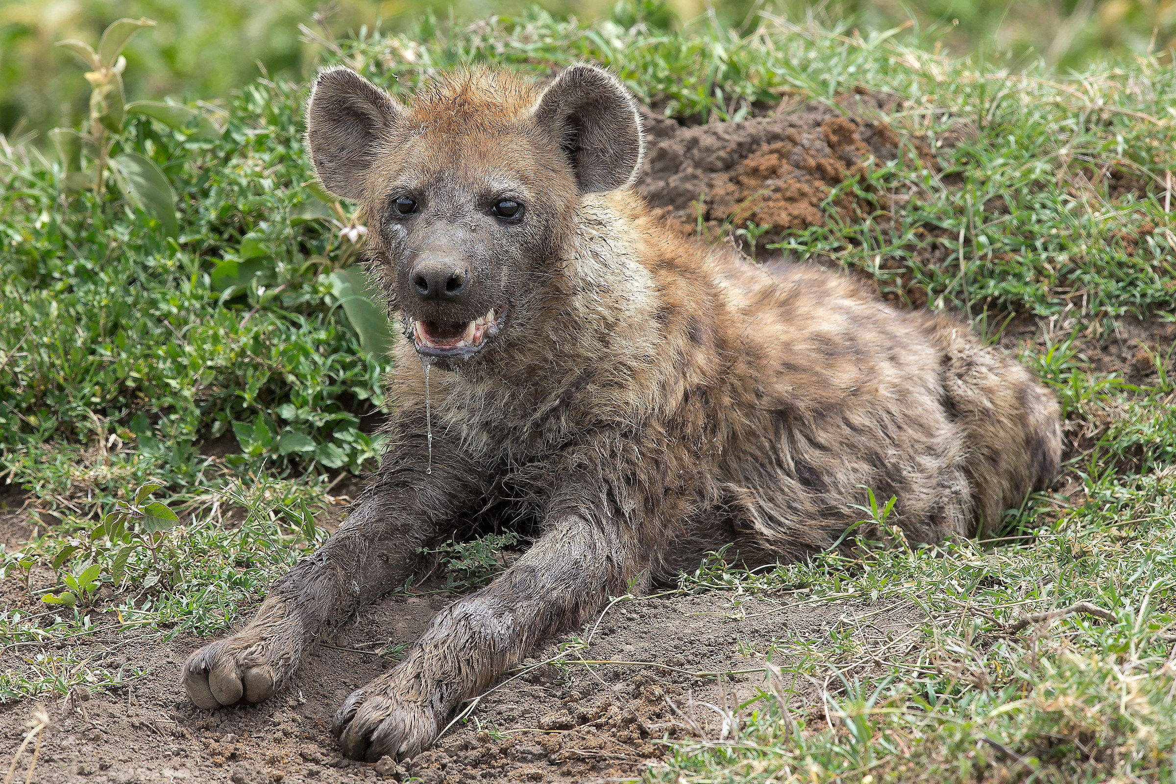 Iena maculata (Crocuta crocuta)