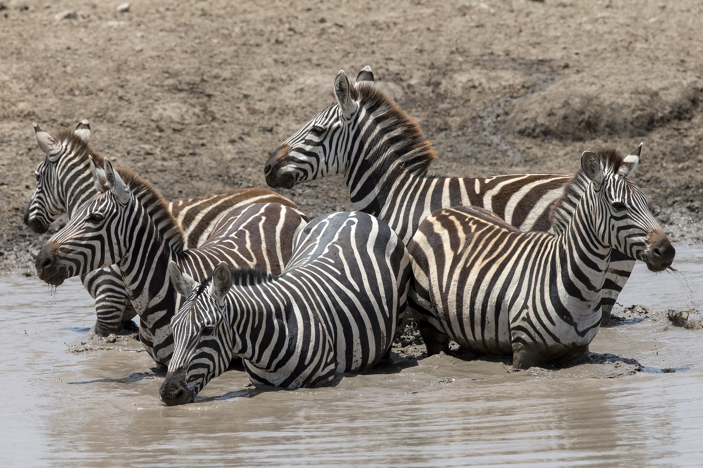 Zebre  (Equus quagga)