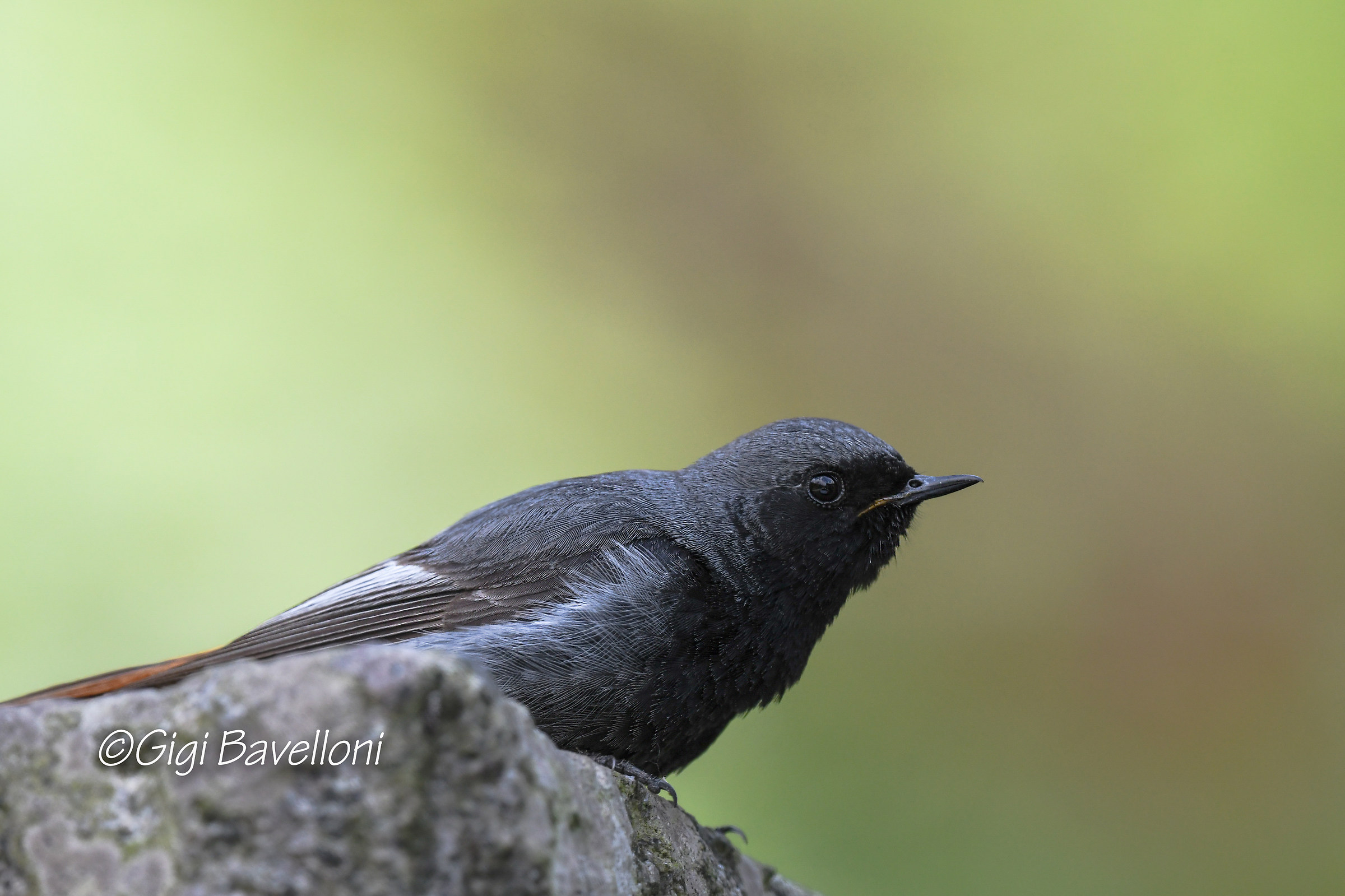 codirosso spazzacamino
