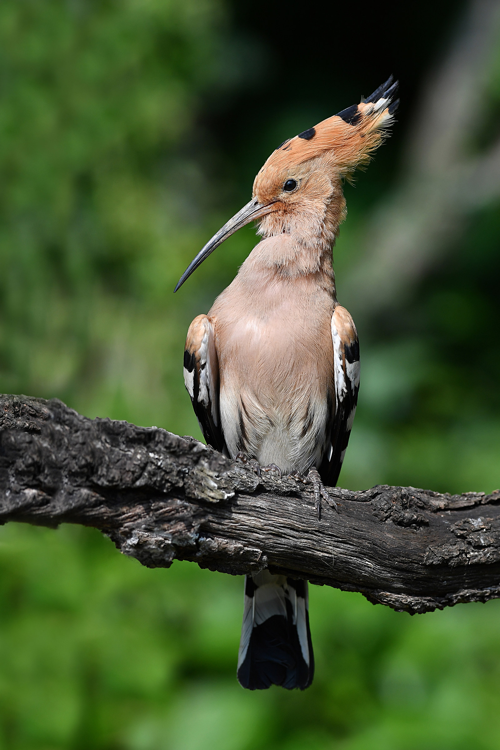 Stories of Feathers (Hoopoe)