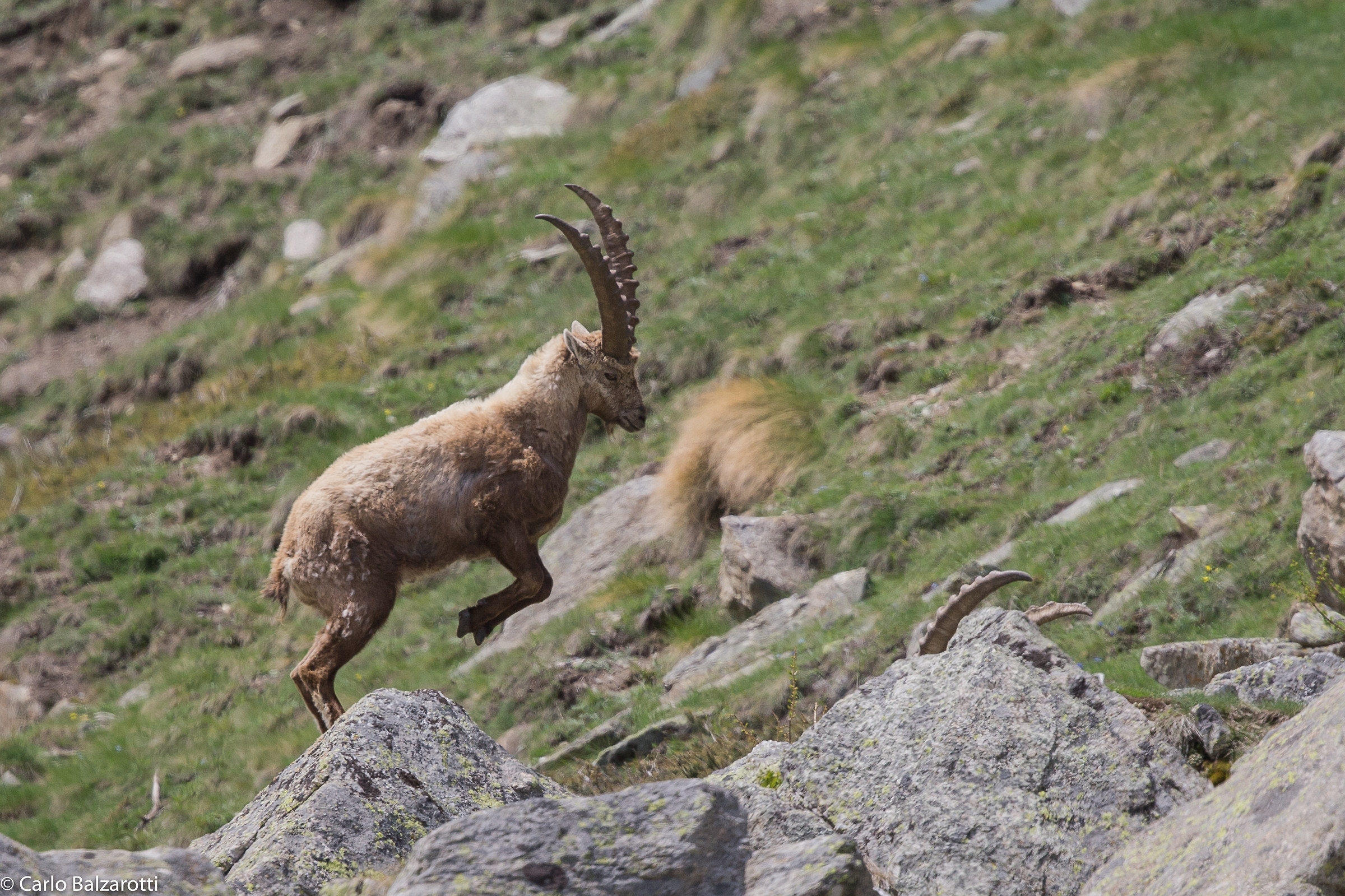 Caricando l'incornata