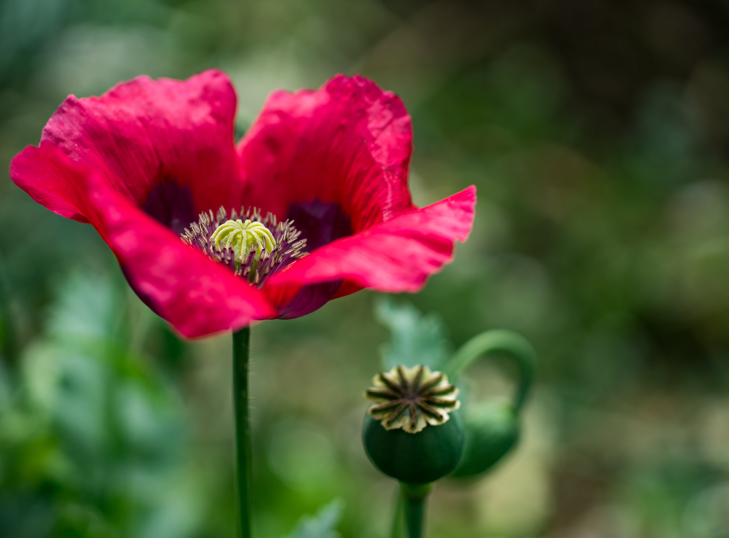 Poppy Somniferum