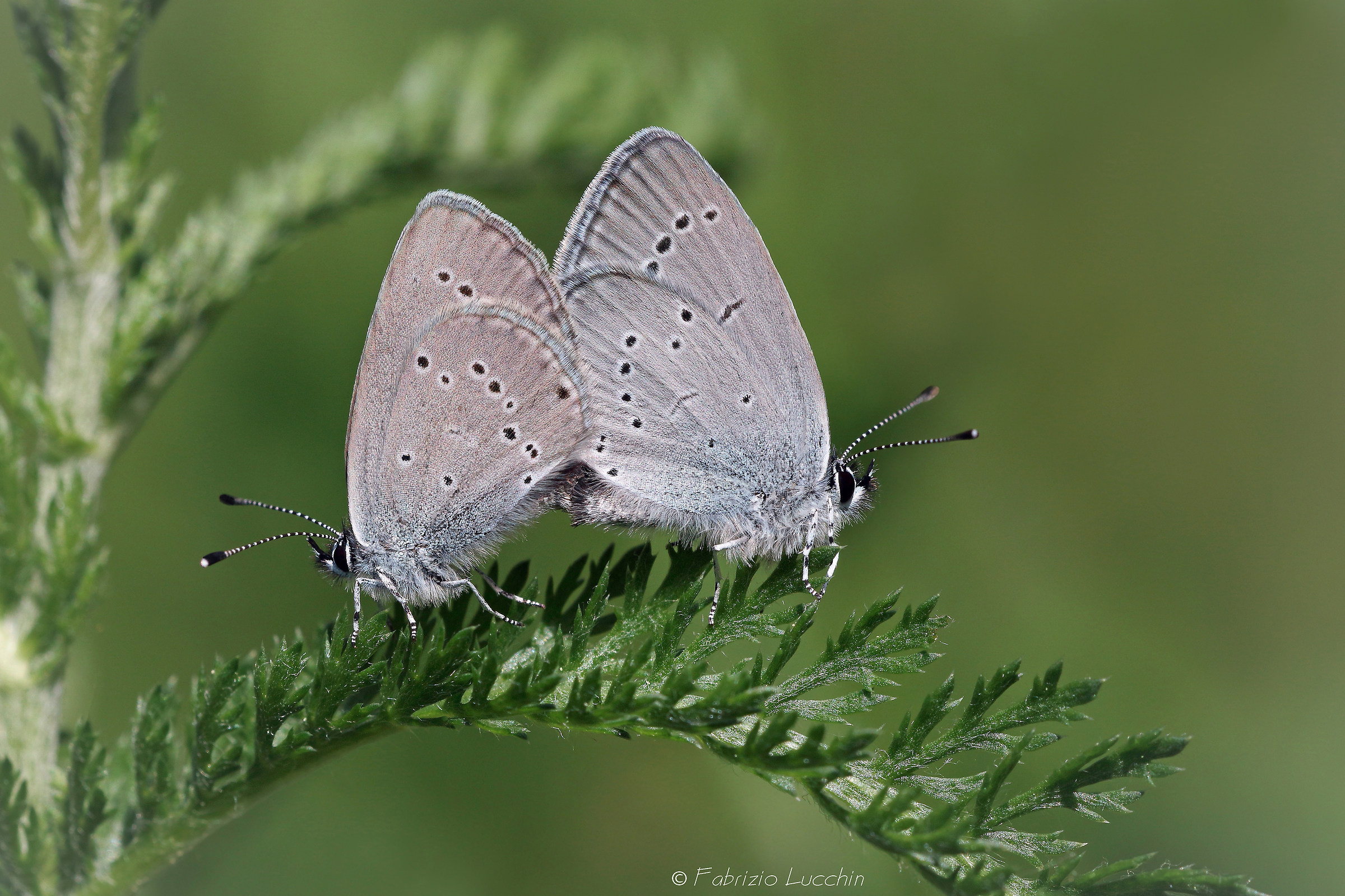 Cupido minimus in accoppiamento