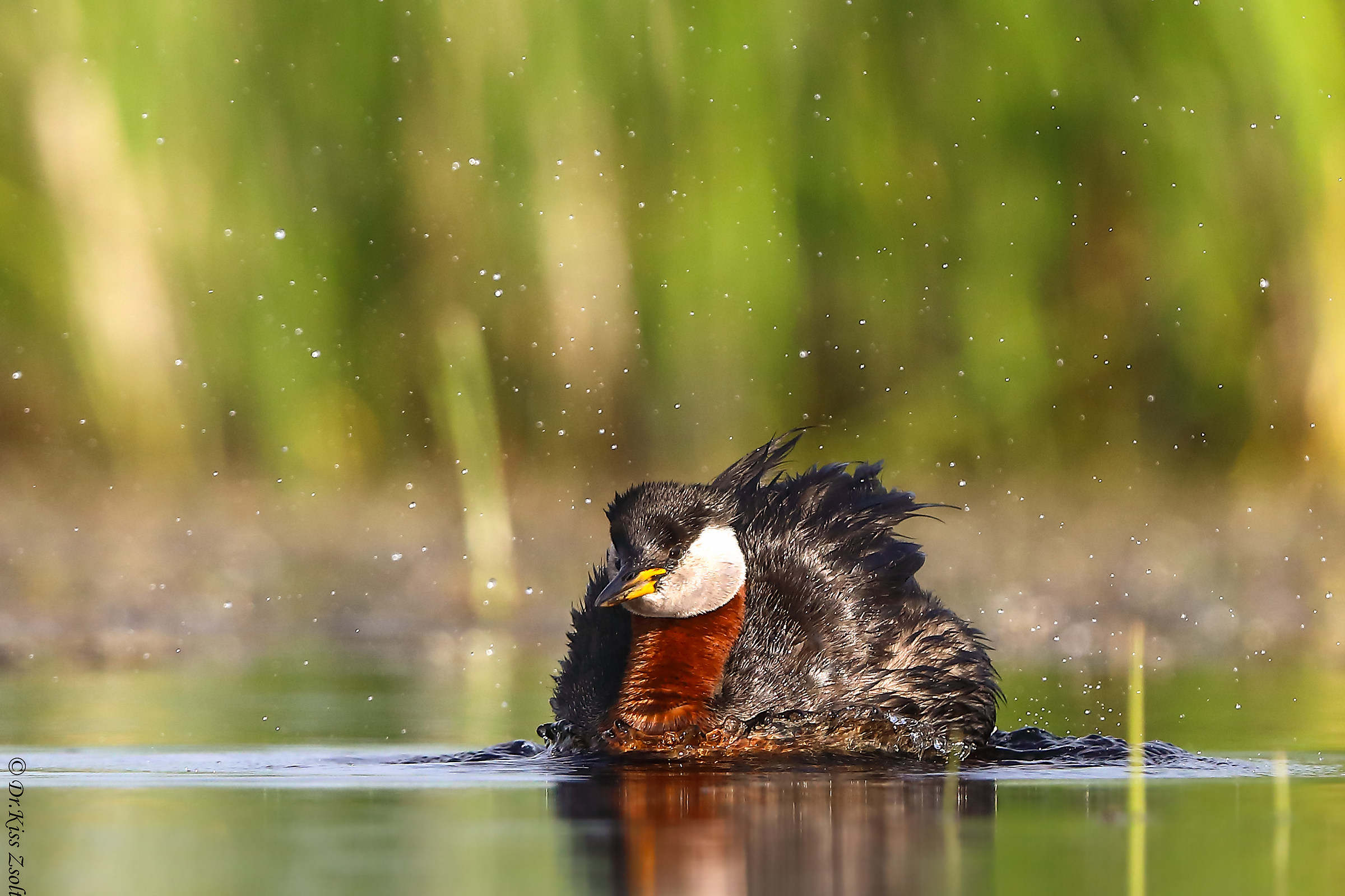 Svasso dal collo rosso