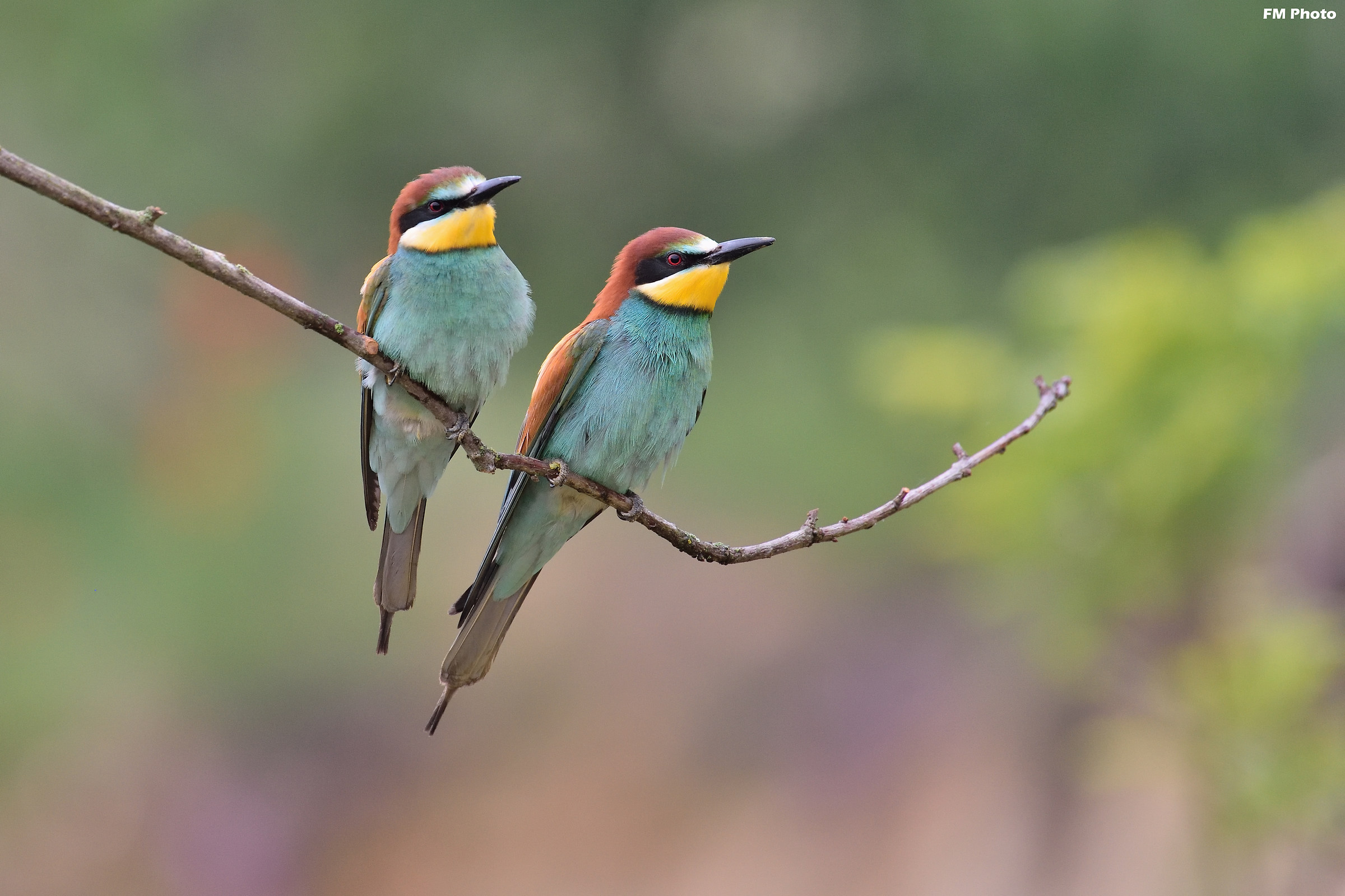 Siamo la coppia più colorata del mondo