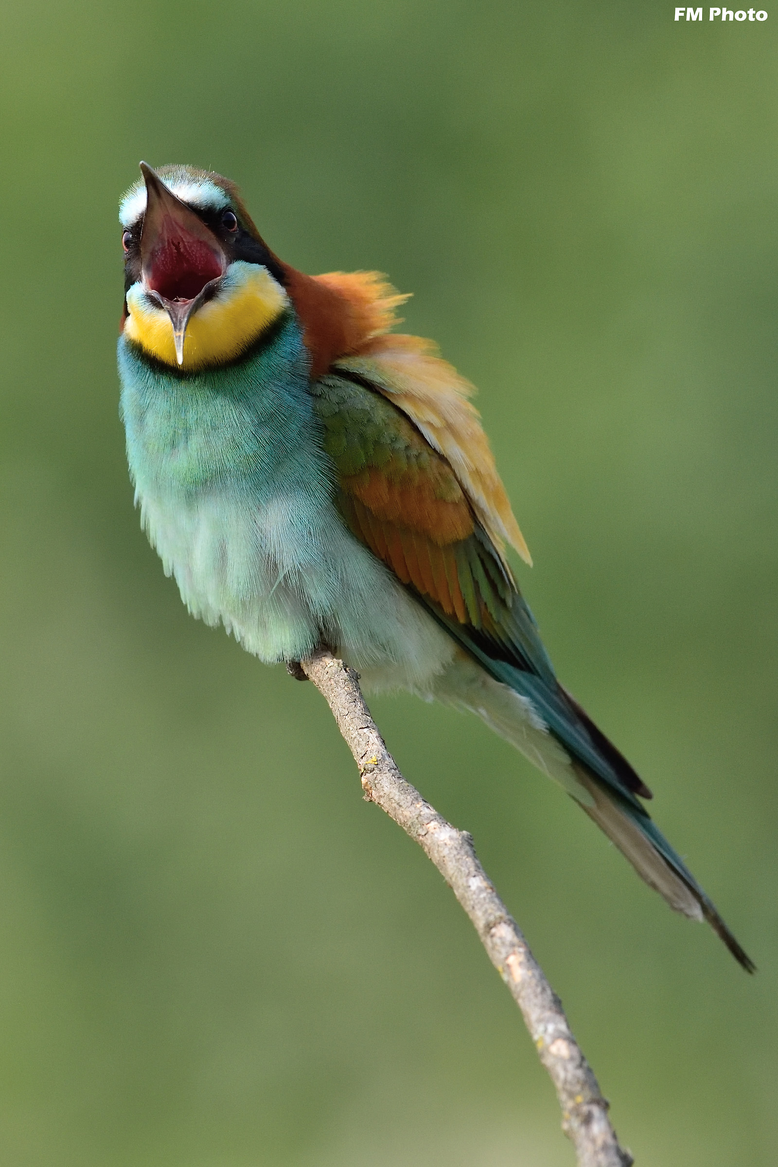 Per cortesia dica " aaaaaaaaaaa "