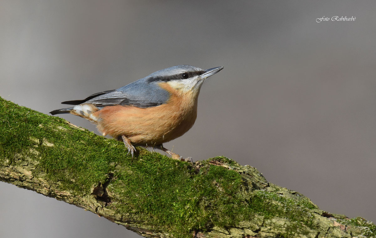 A Mason Woodpecker...