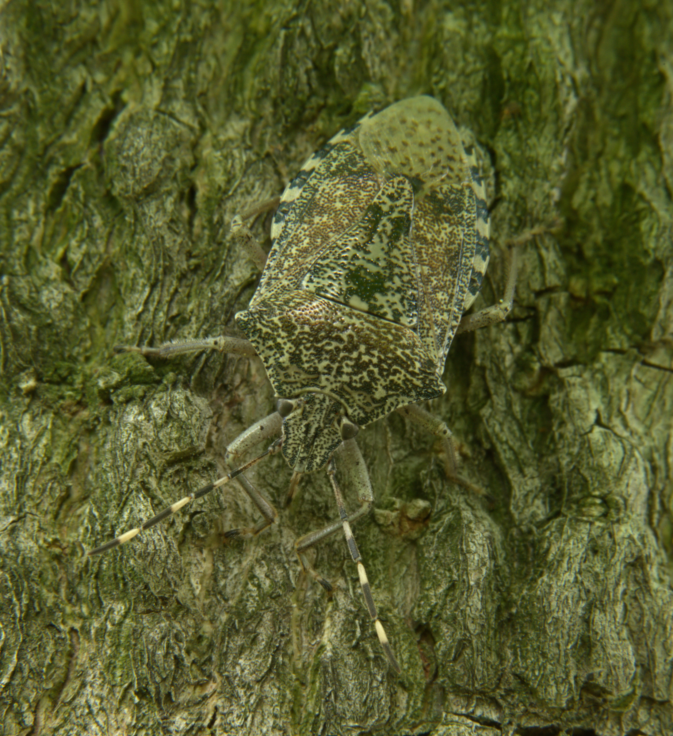 Infallible Camouflage