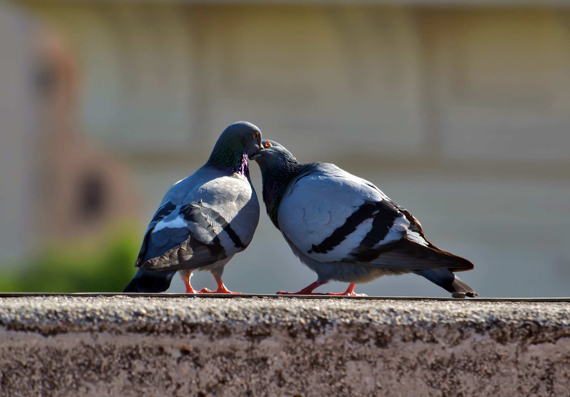 The Courtship of Sweethearts