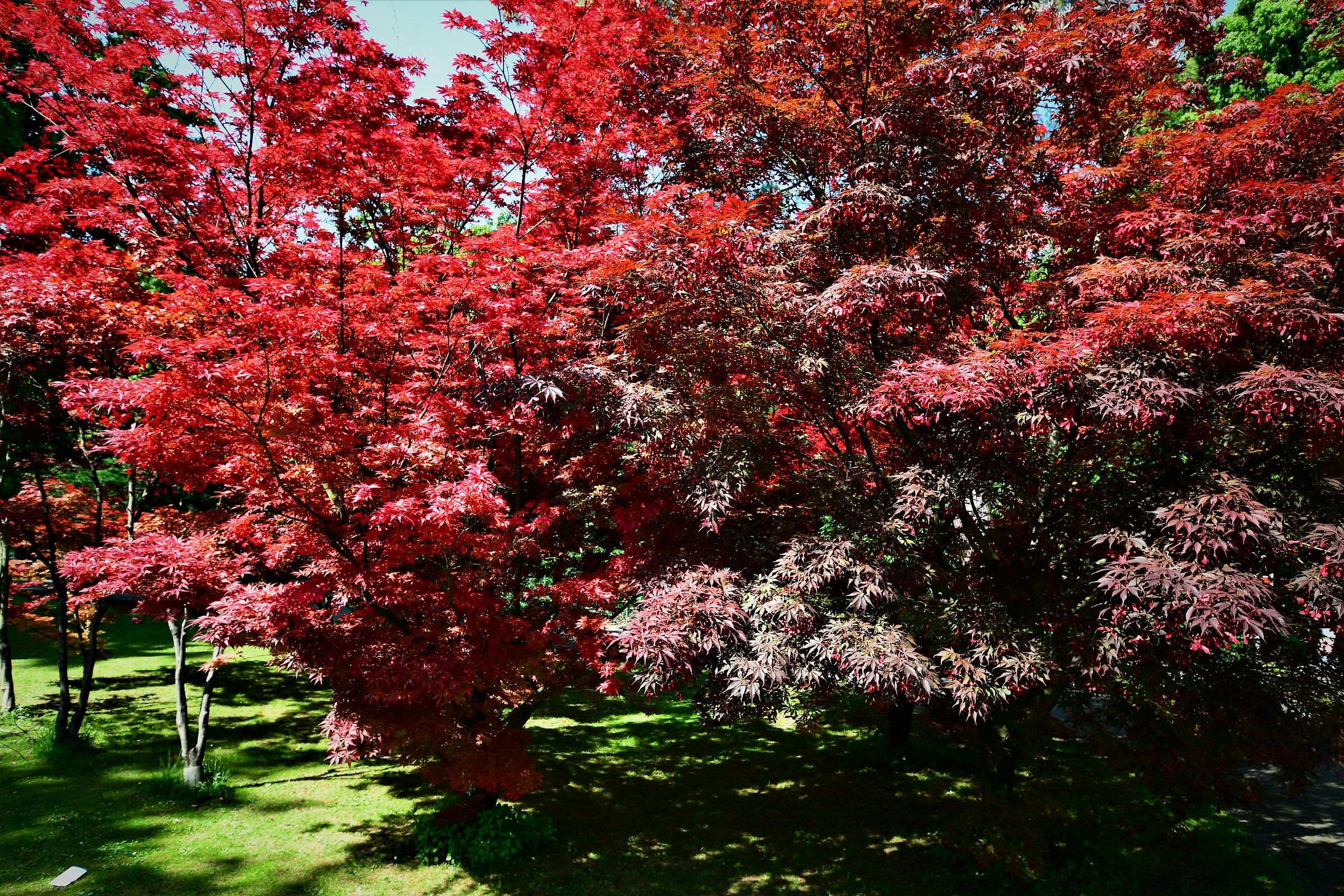 garden of the borghetto park