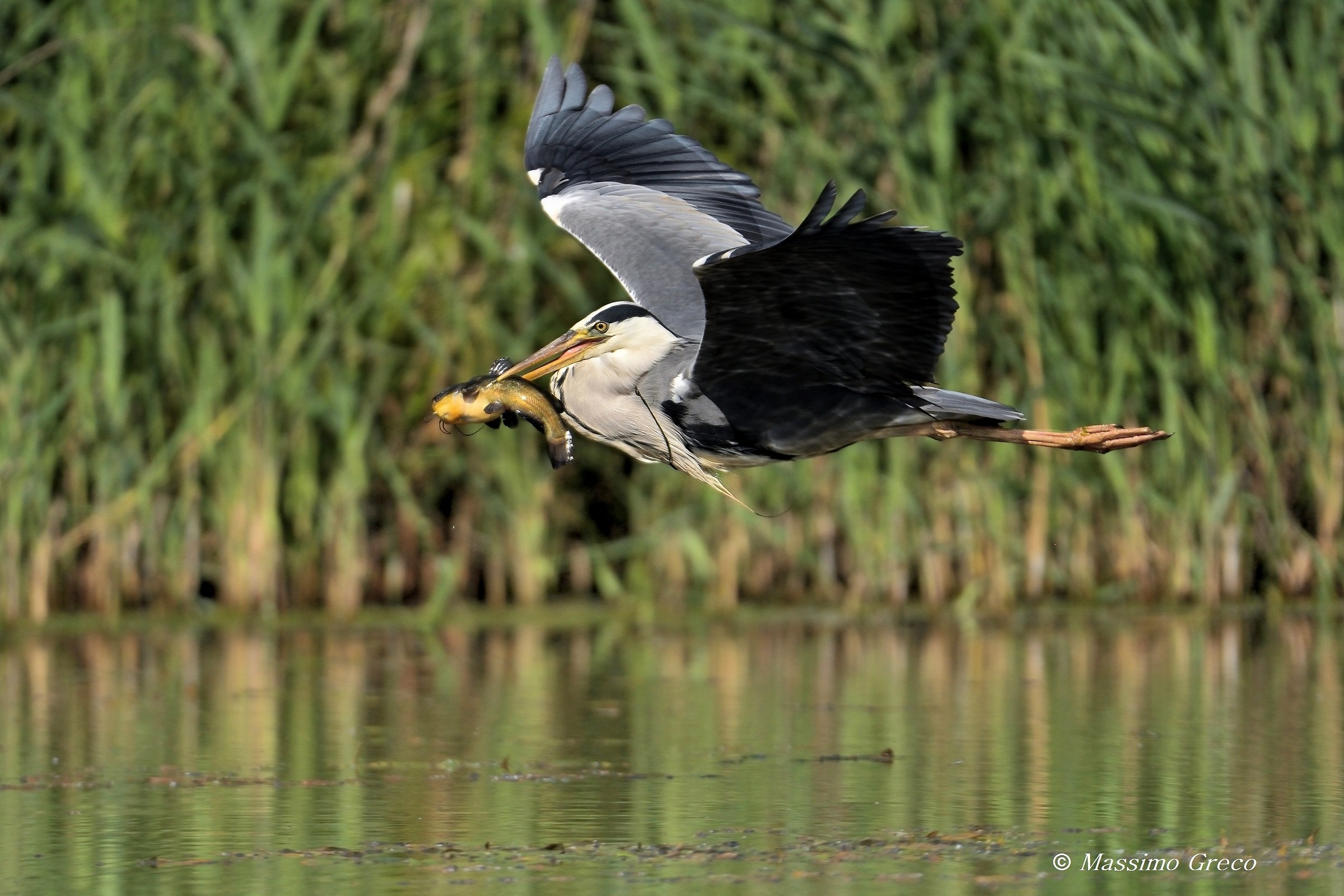 Grey Heron flying with catfish
