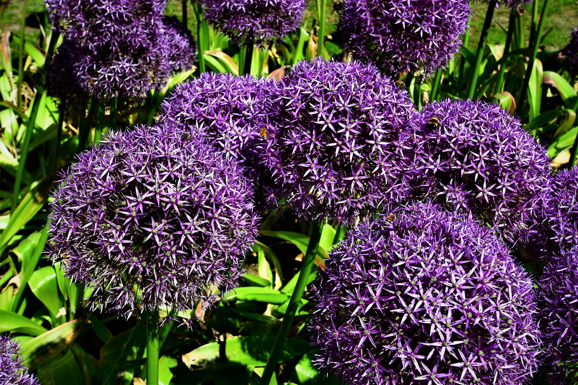 borghetto flowers on the mincio