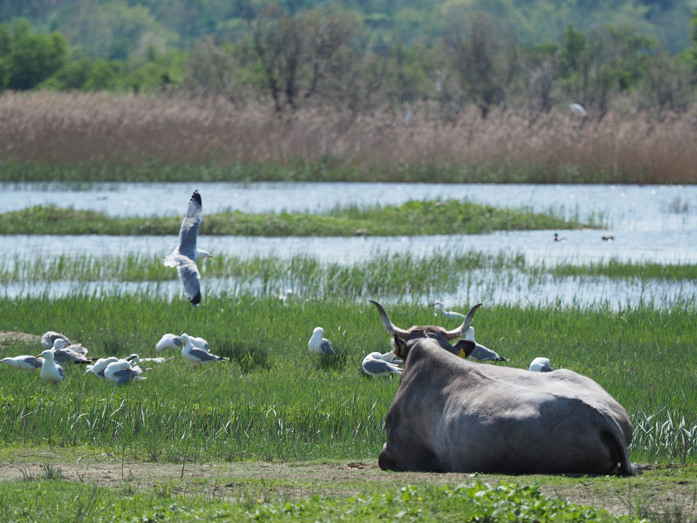 Slovenian Buffalo/Oly EM5 MARK2 + 40-150 2.8