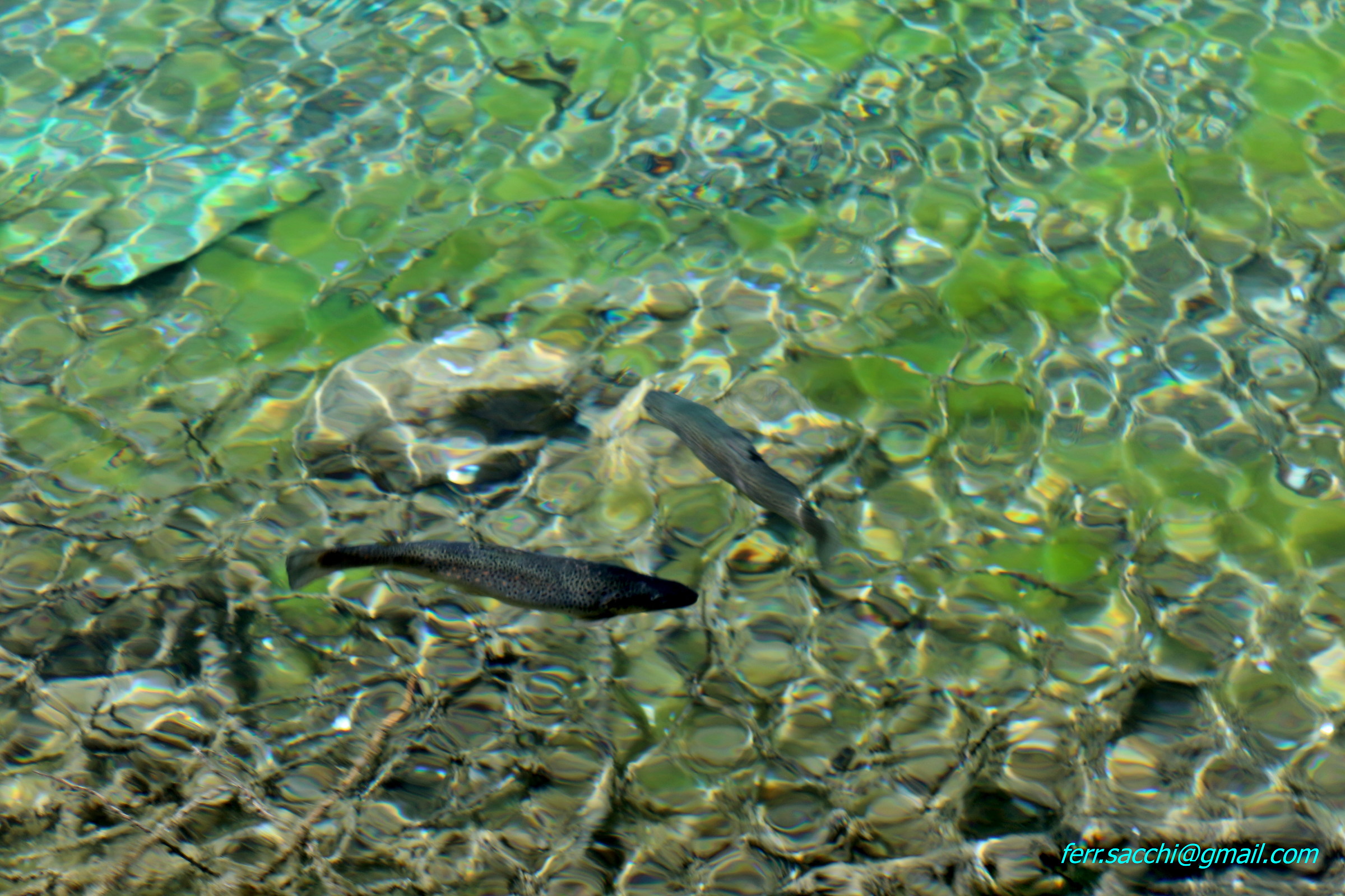 le trote del Lago Blu