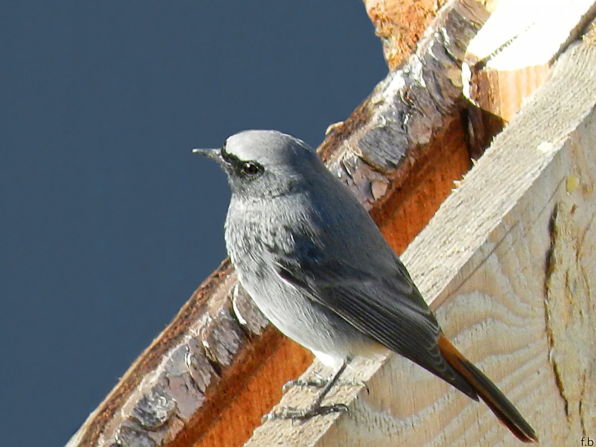 codirosso spazzacamino maschio