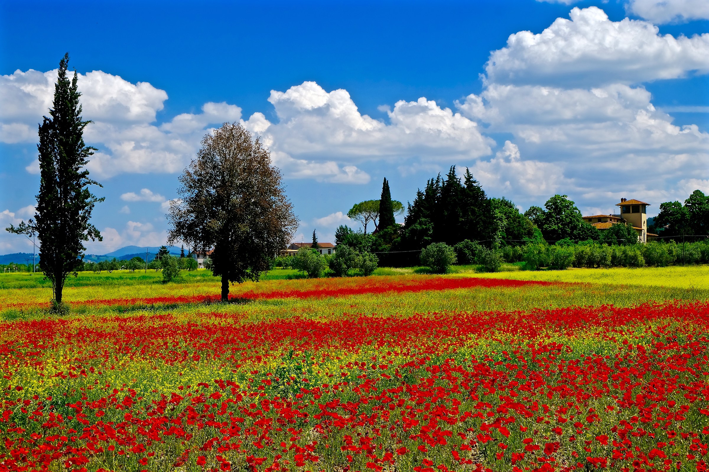 The colors of spring