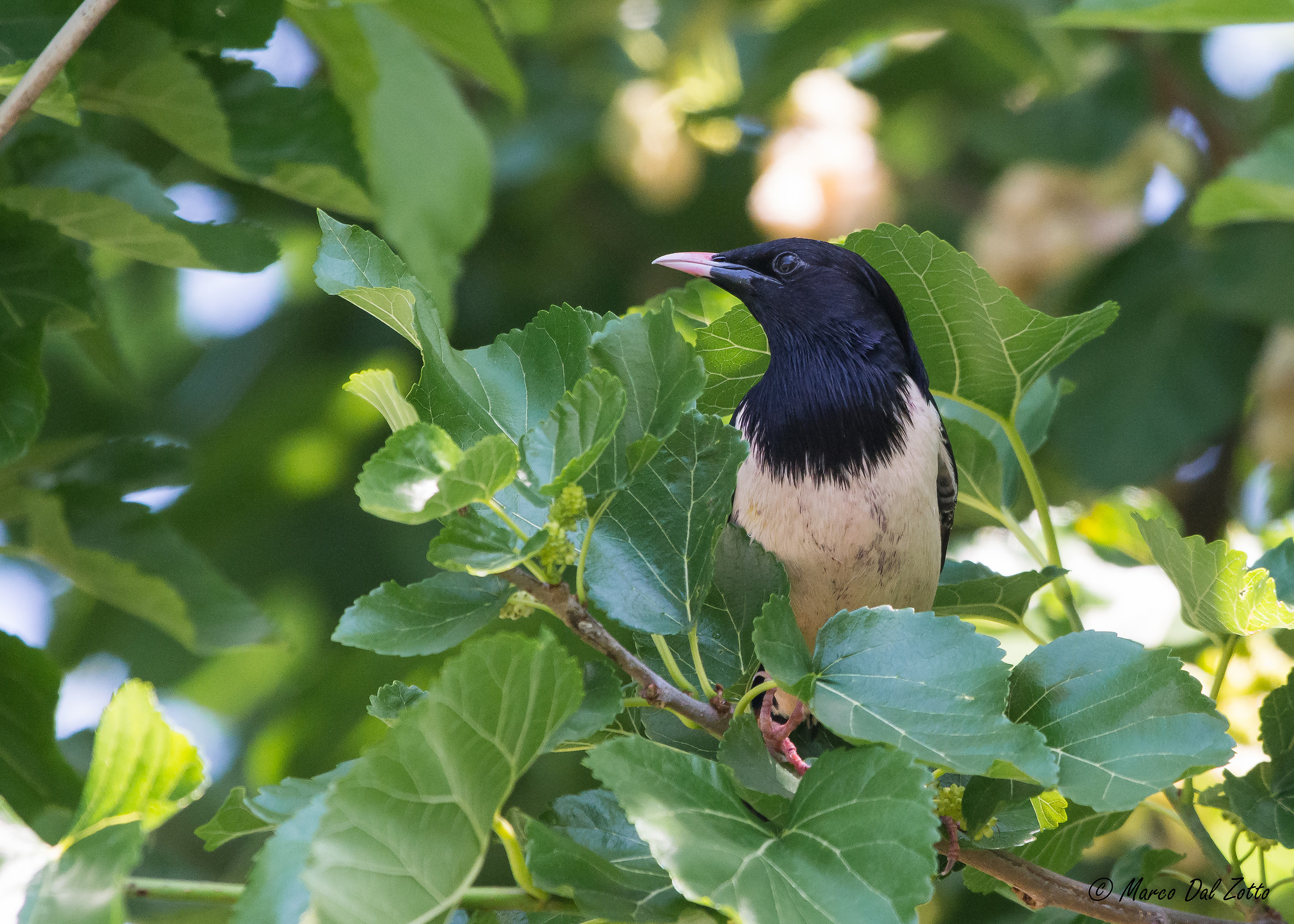 The rosy among the blackberries of the Mulberry