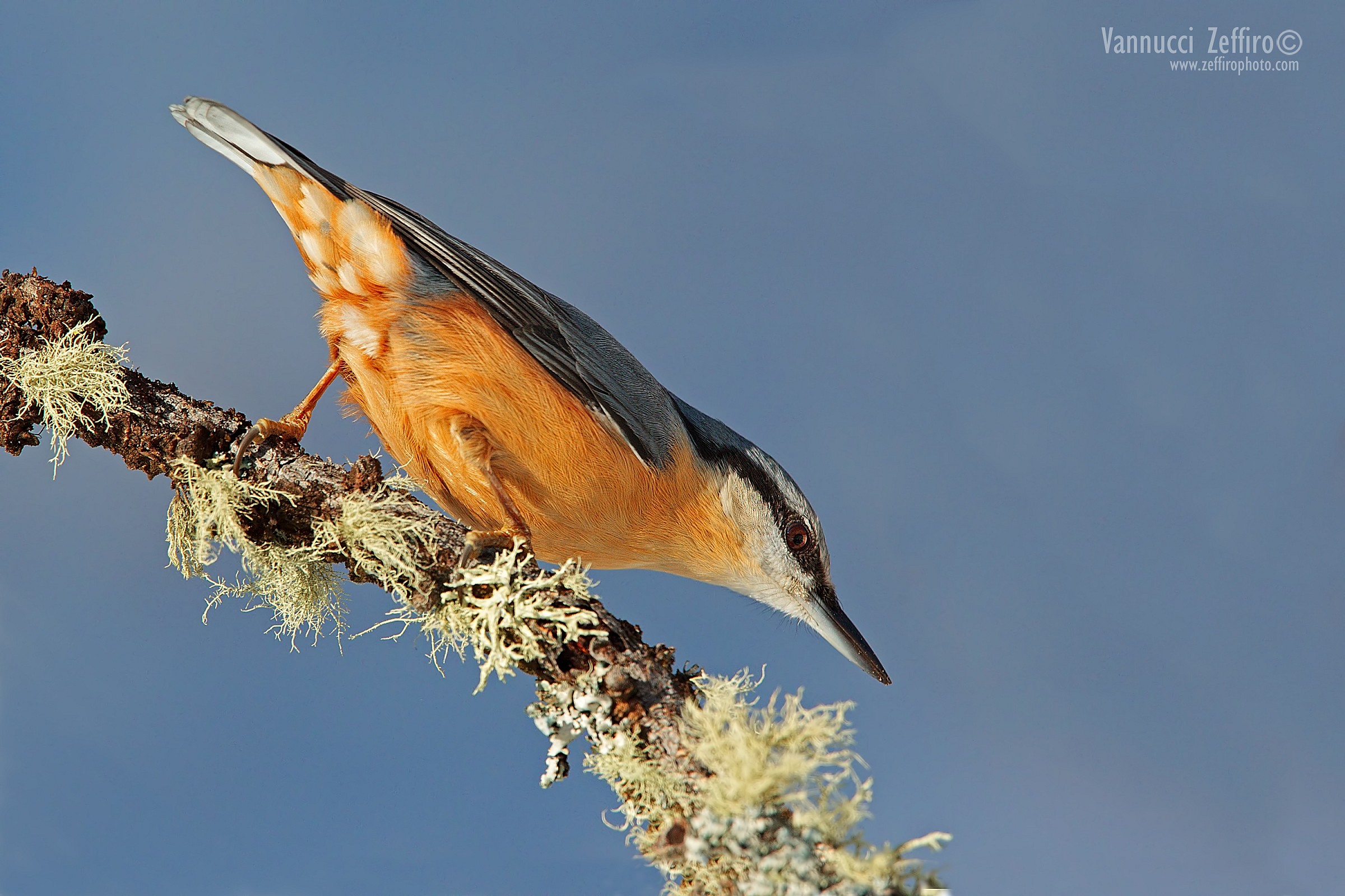 Picchio muratore c'è chi sale c'è chi ...