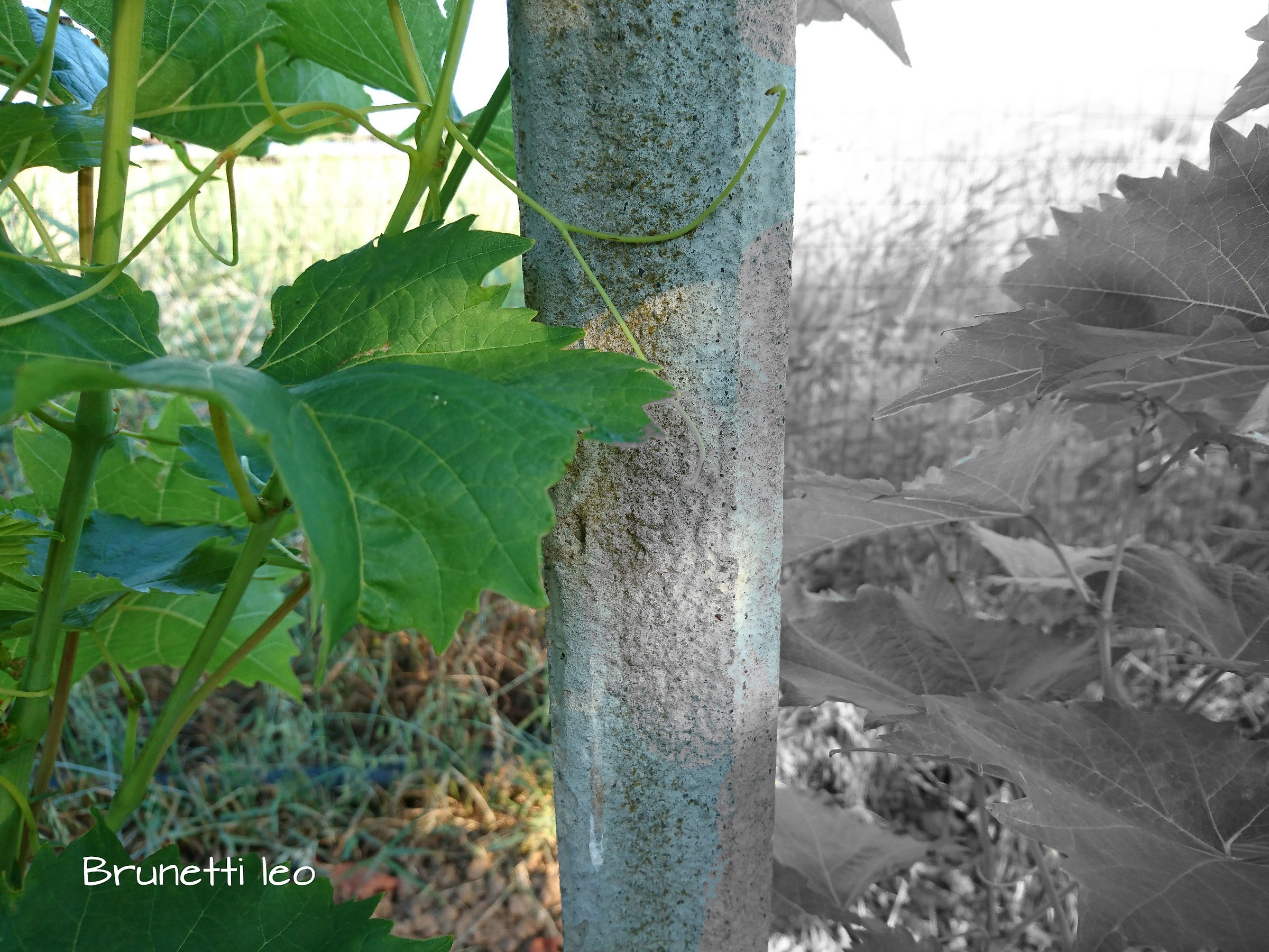 Lives in the morning