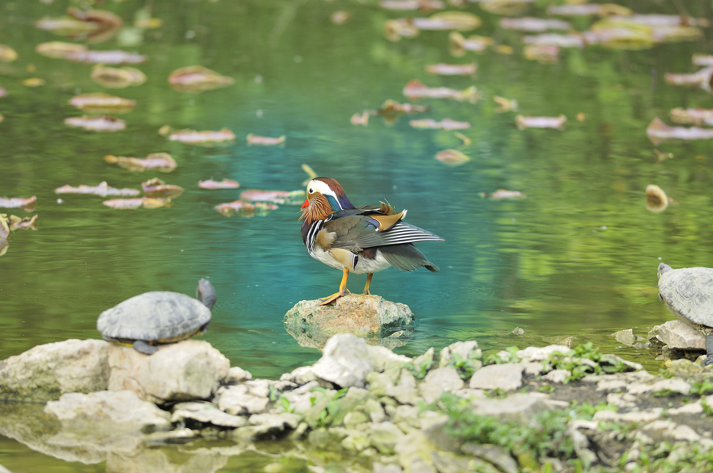 Mandarin Duck