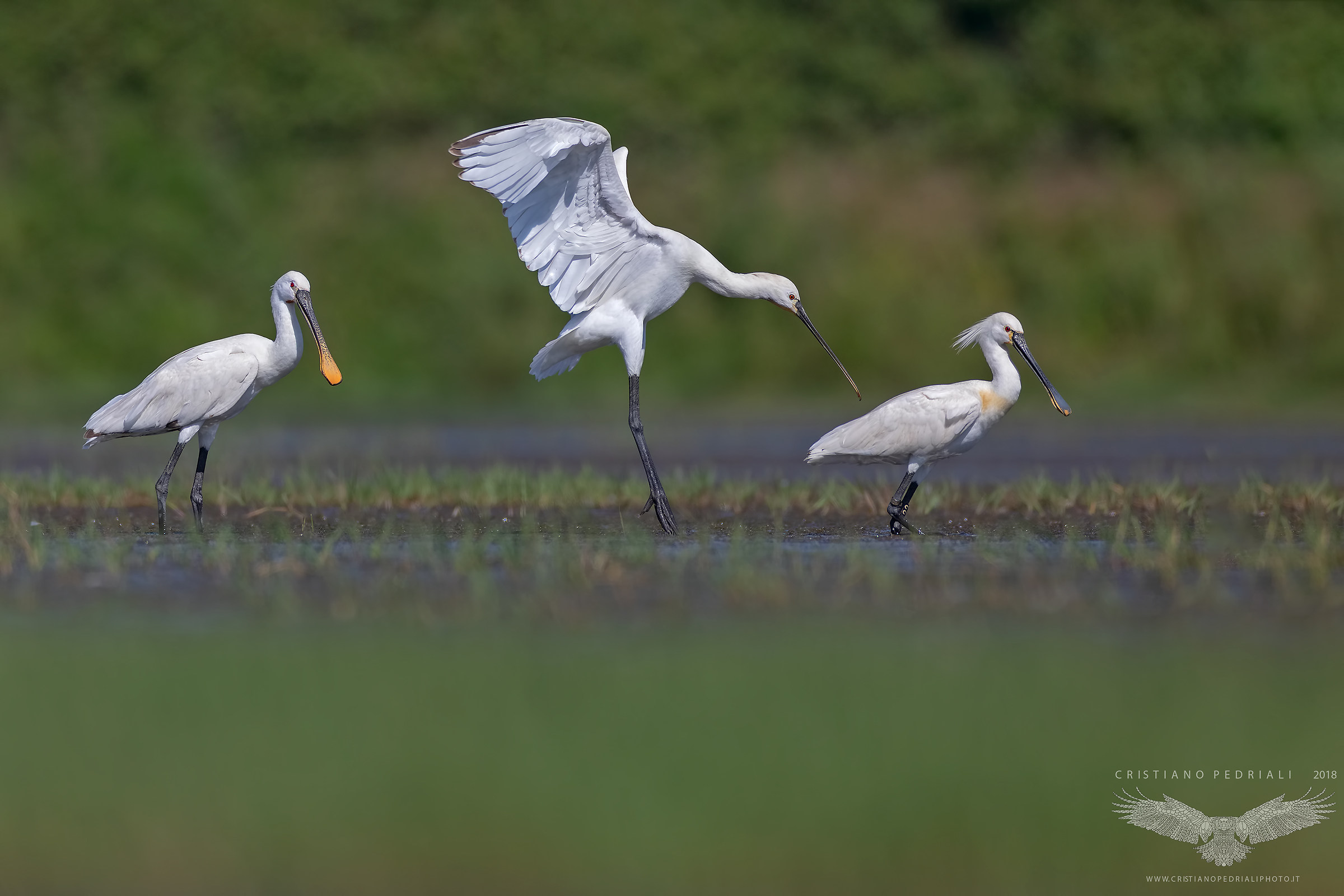 L'arrivo delle spatole