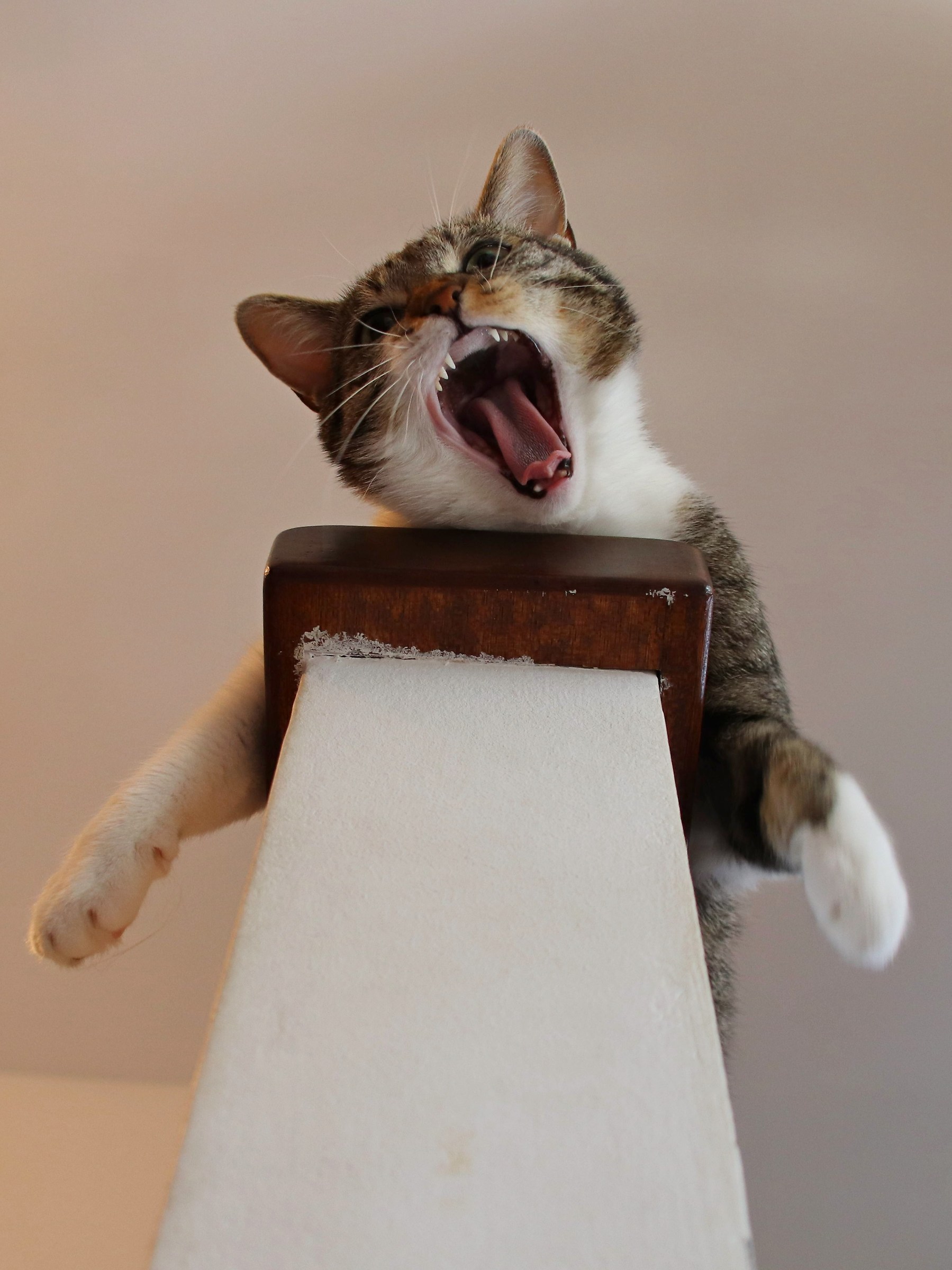 L'urlo di Melita terrorizza anche il vicinato