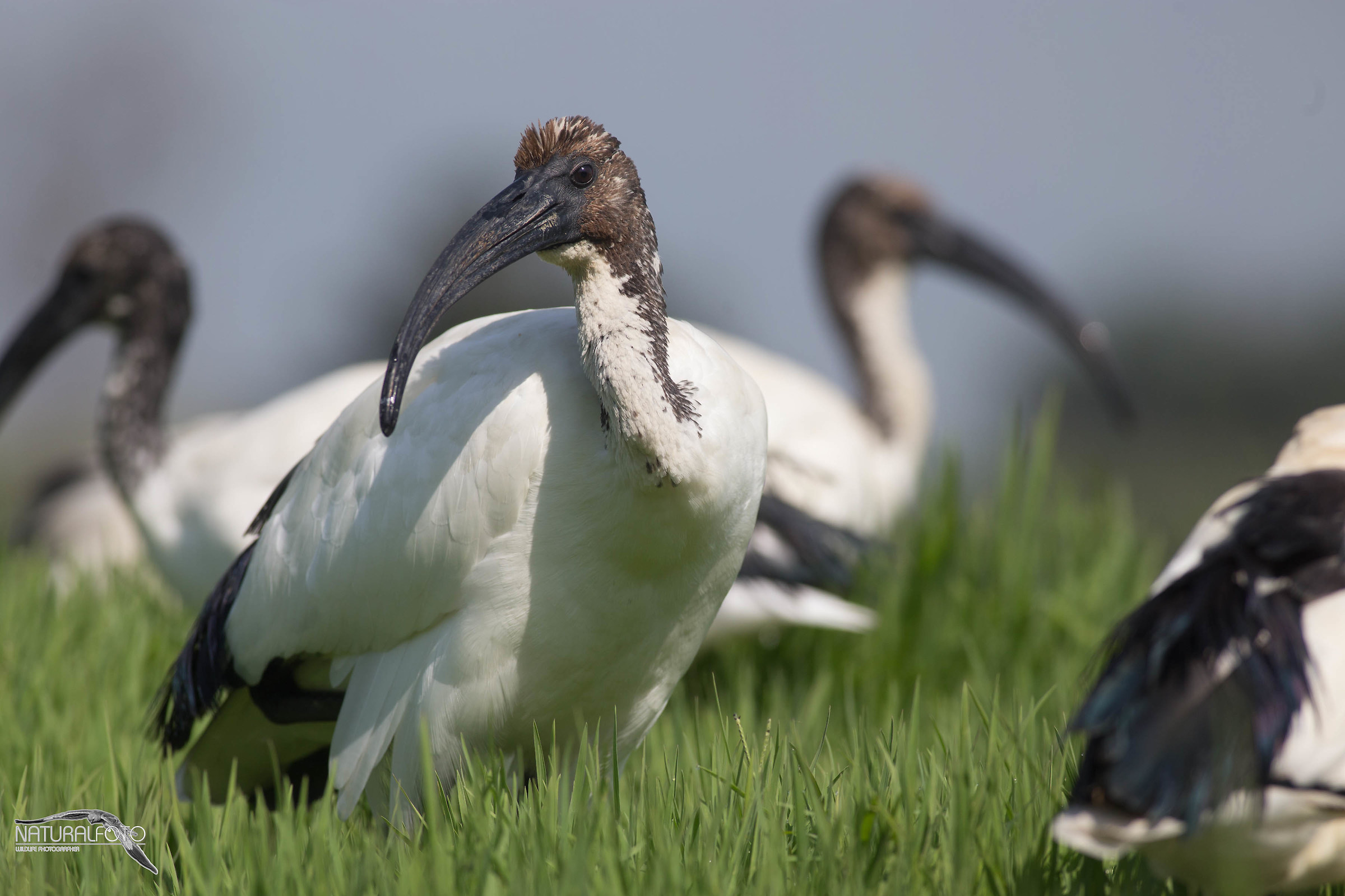 Ibis sacro No post No crop Capanno riva 2