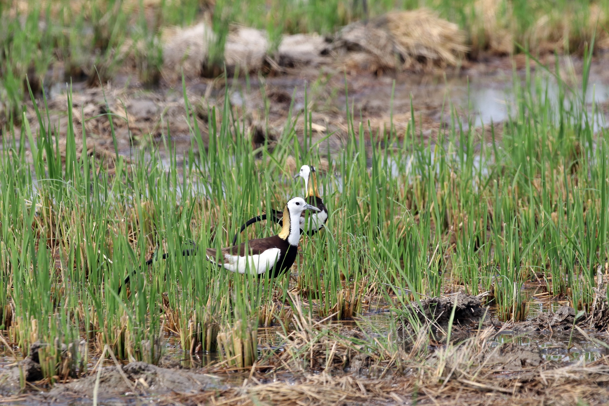 Pheasant-tailed Jacana