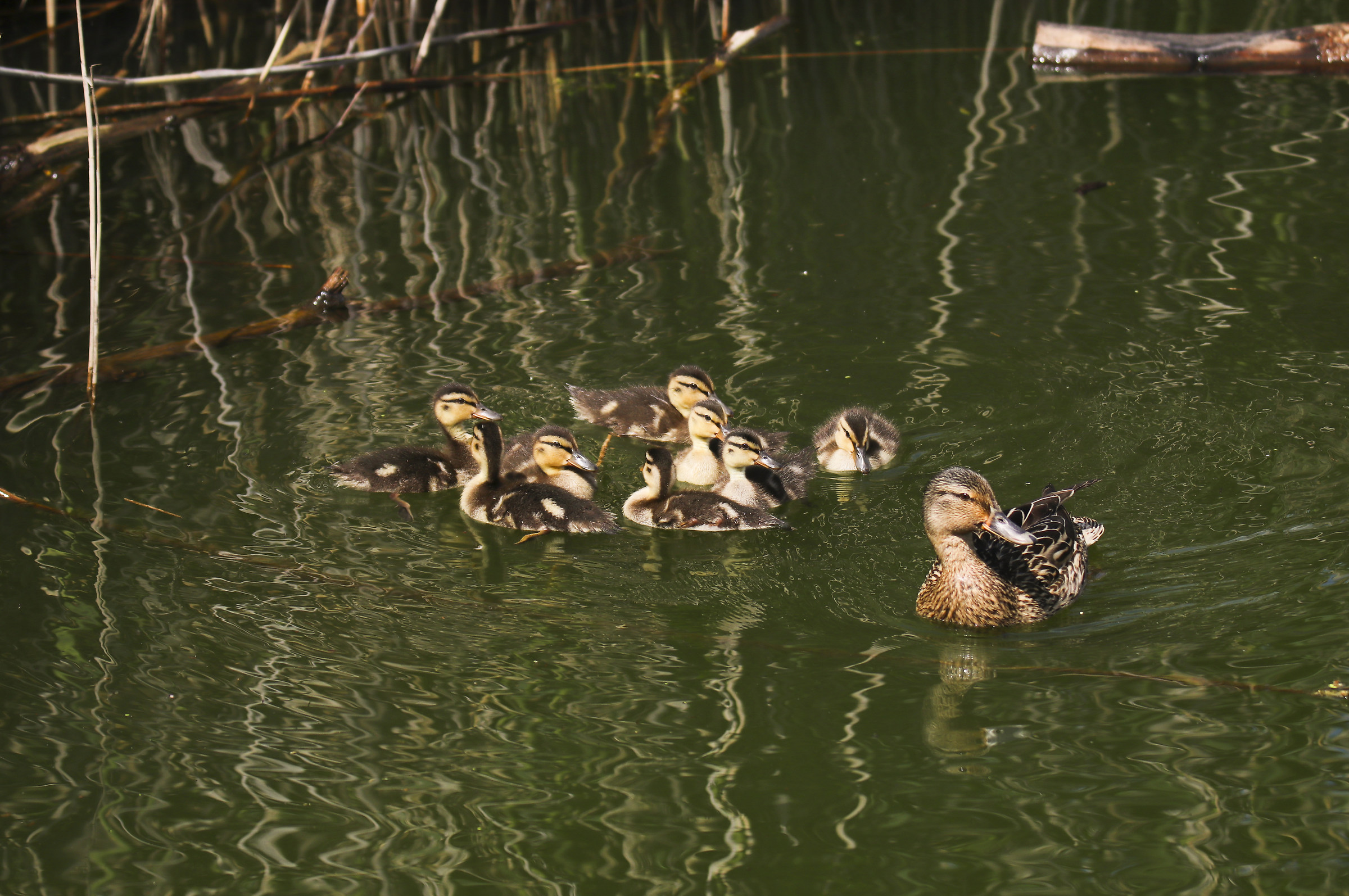 Famigliola di germani